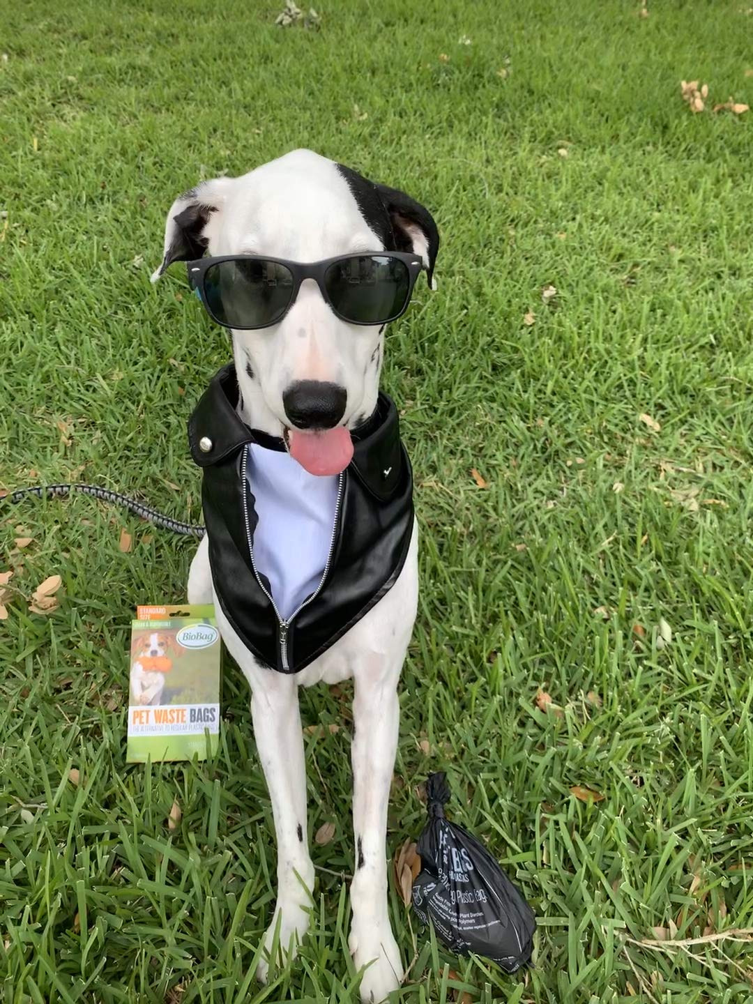 Biobag Compostable Pet Waste Bags, Standard Size, 50 Count (187105-4) (Pack Of 4)