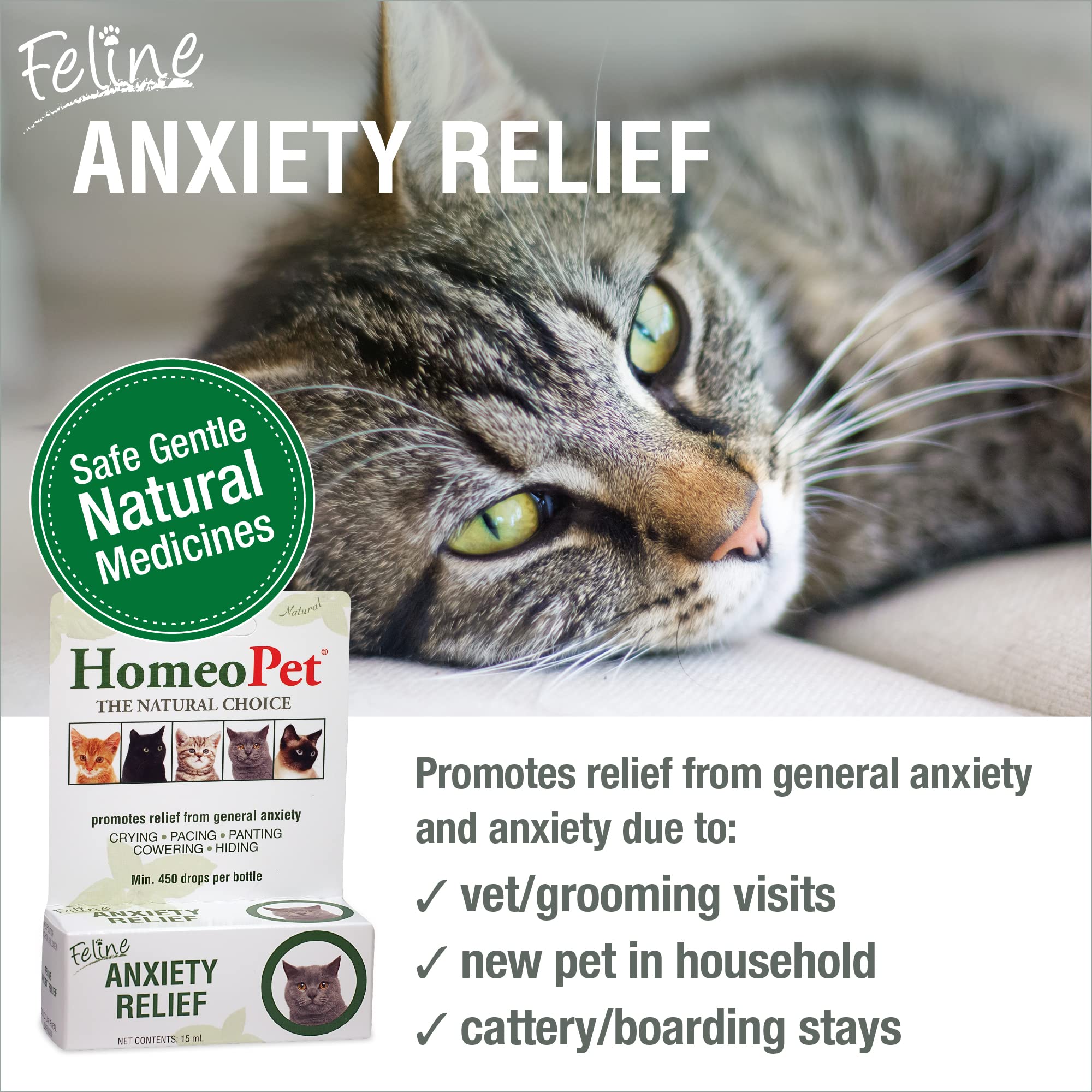 Anxiety Relief Medicine for Cats