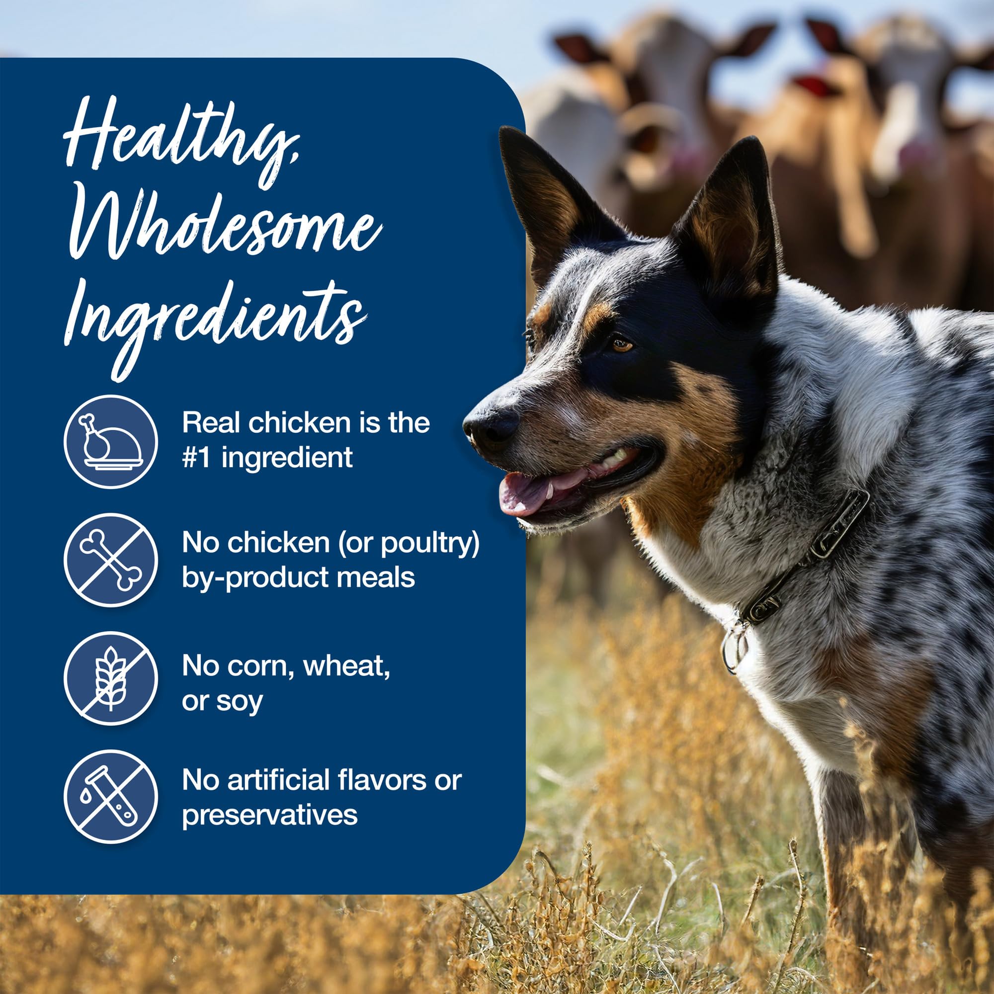 Blue Buffalo Blue s Stew Grain Free Natural Adult Wet Dog Food, Chicken Stew 12.5 oz cans (Pack of 12)