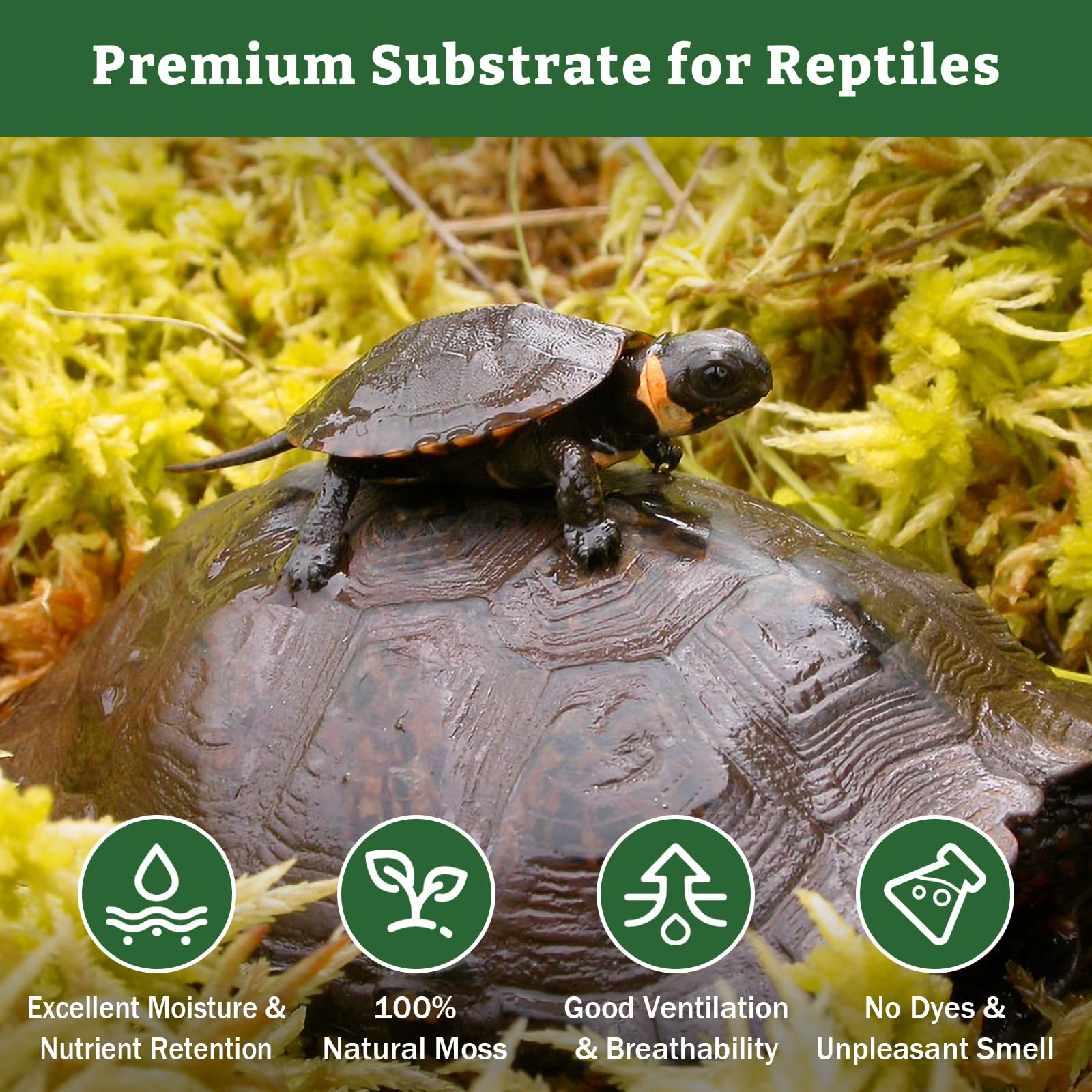 Riare 5.3Oz Premium Sphagnum Moss For Reptiles- 6Qt Natural Reptile Moss Dried, Forest Live Moss For Terrarium, Frogs Snake Peat