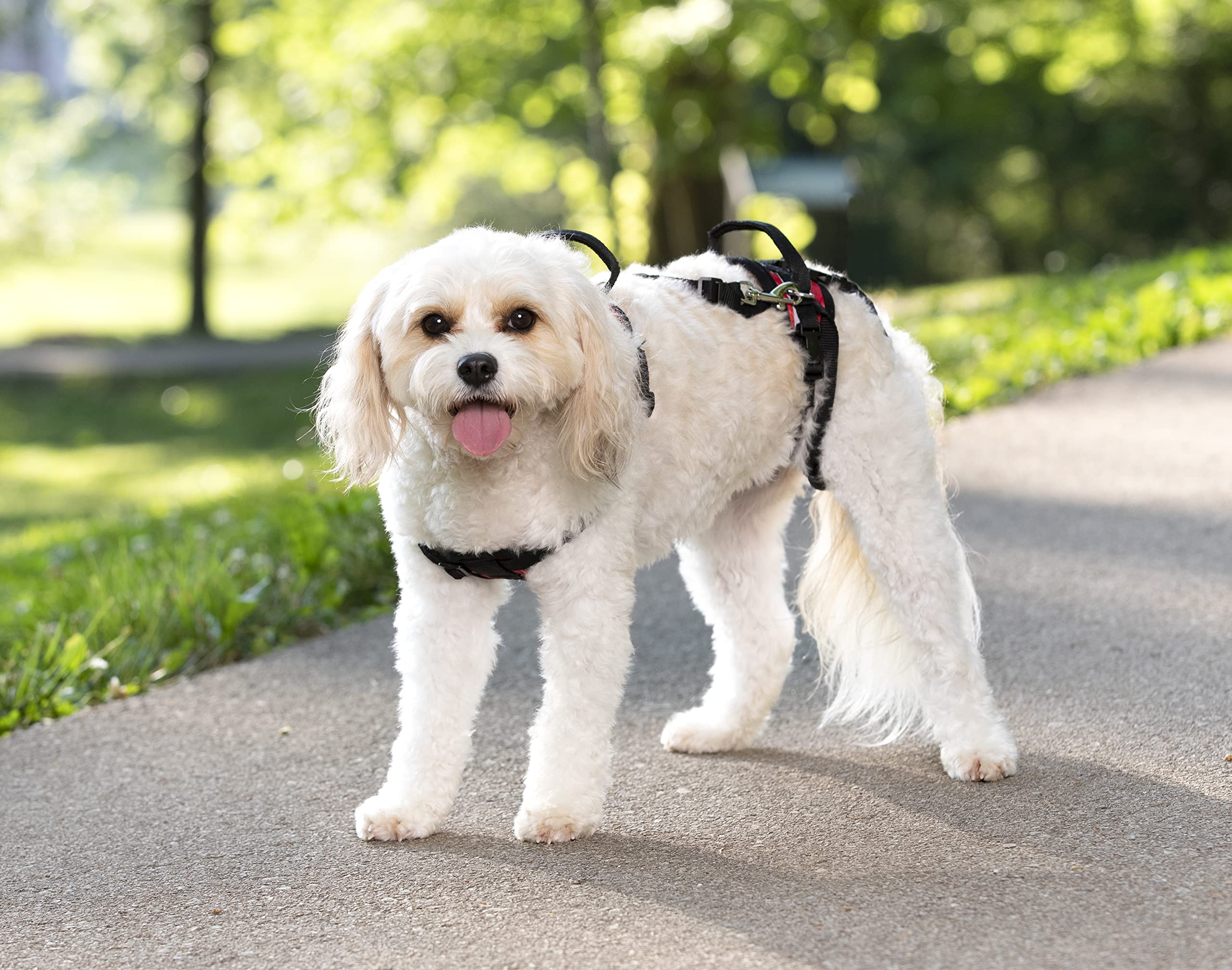 Petsafe Carelift Support Harness - Full Body Lifting Aid With Handle - Great For Pet Mobility And Older Dogs - Comfortable, Brea