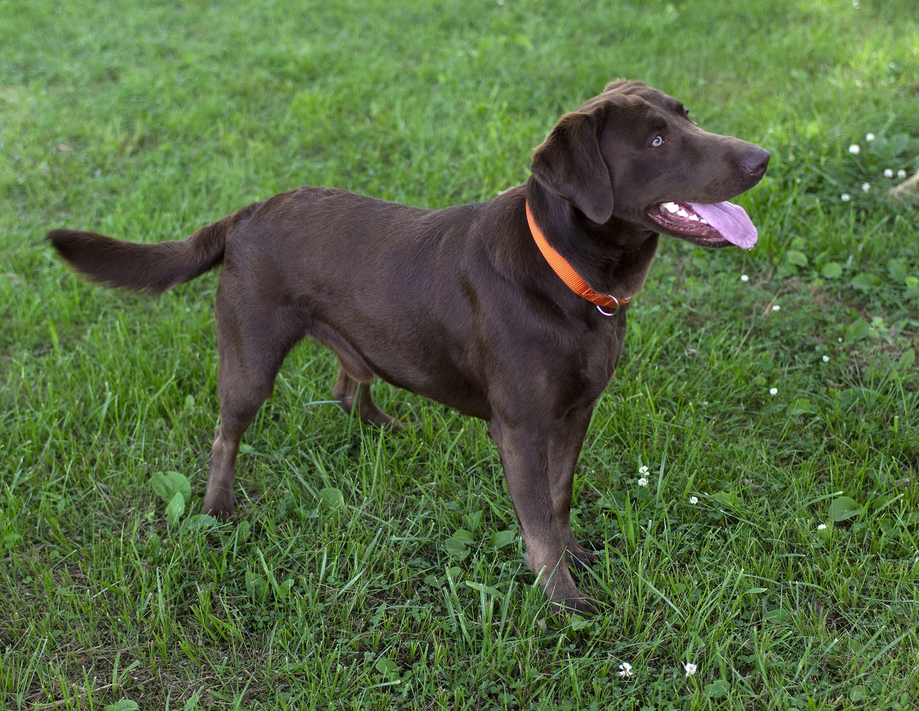 Country Brook Petz - Orange Martingale Heavy Duty Nylon Dog Collar - 21 Vibrant Color Options (3/8 Inch Width, Micro)
