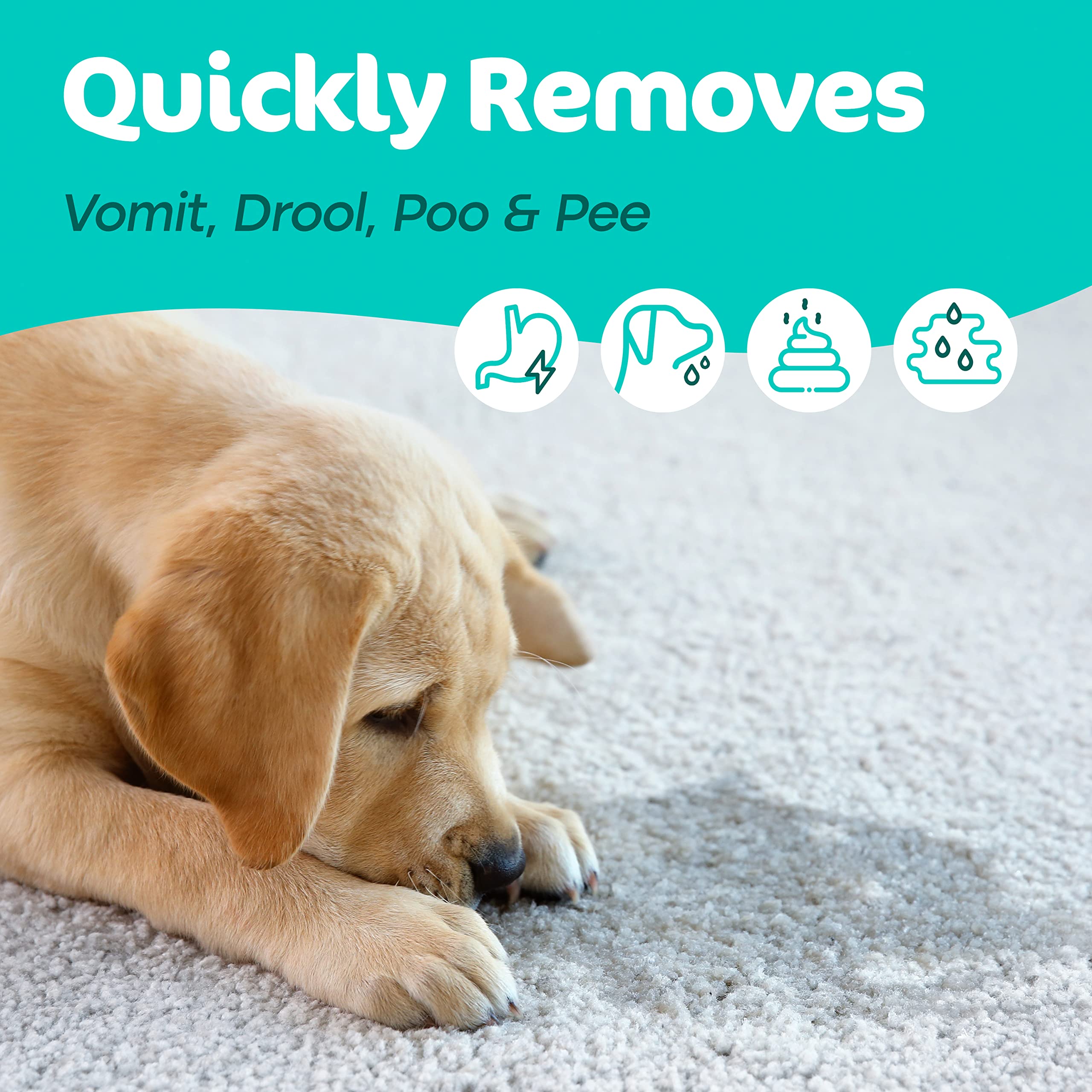 Sunny & Honey Pet Stain & Odor Miracle - Enzyme Cleaner For Dog Urine Cat Pee Feces Vomit, Enzymatic Solution Cleans Carpet Rug Car Upholstery Couch Mattress Furniture, Stain Eliminator (32Fl Oz)