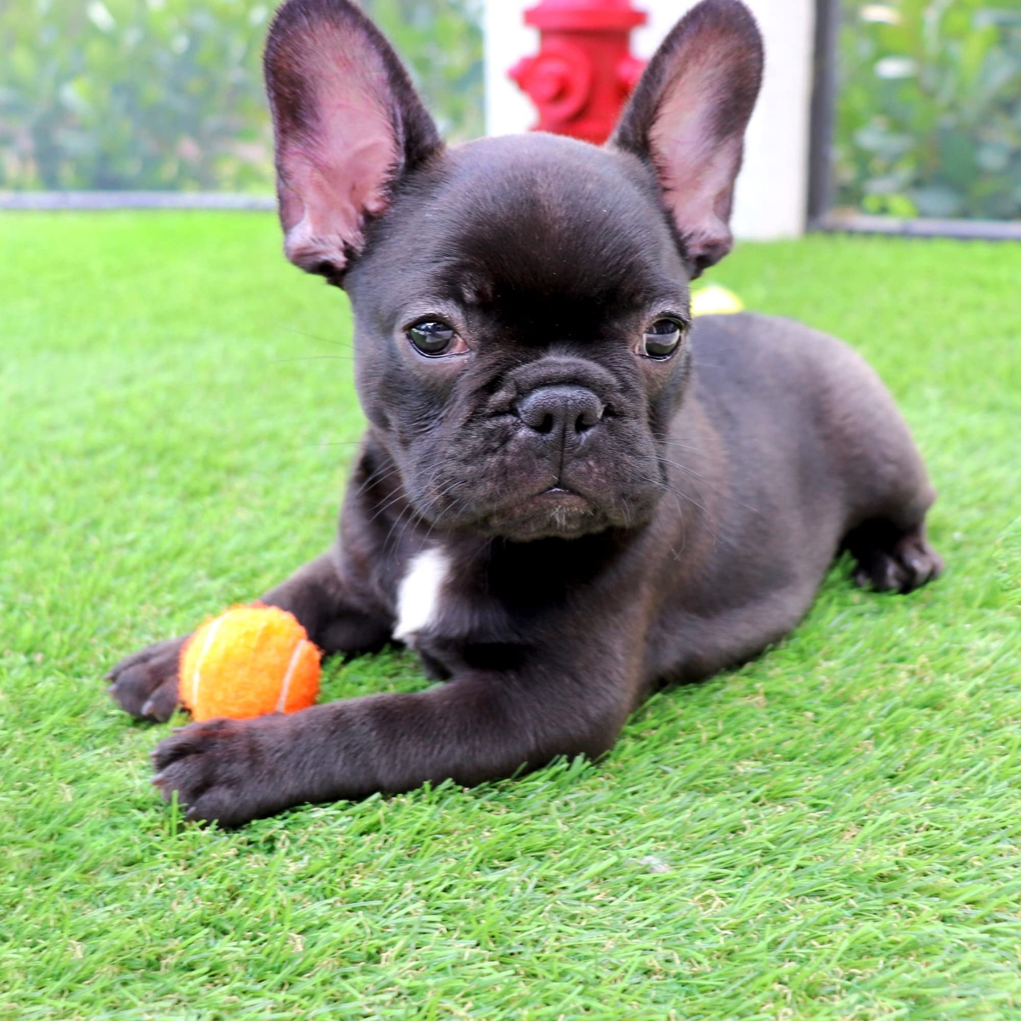Midlee 1.5 Mini Dog Tennis Balls Bulk Set of 25 Assorted Colors