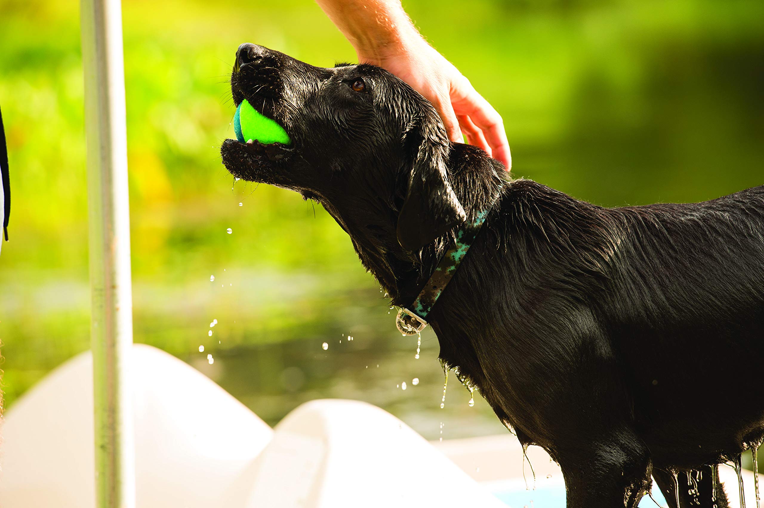 Terrain D.O.G. Brahma Webb Dog Collar