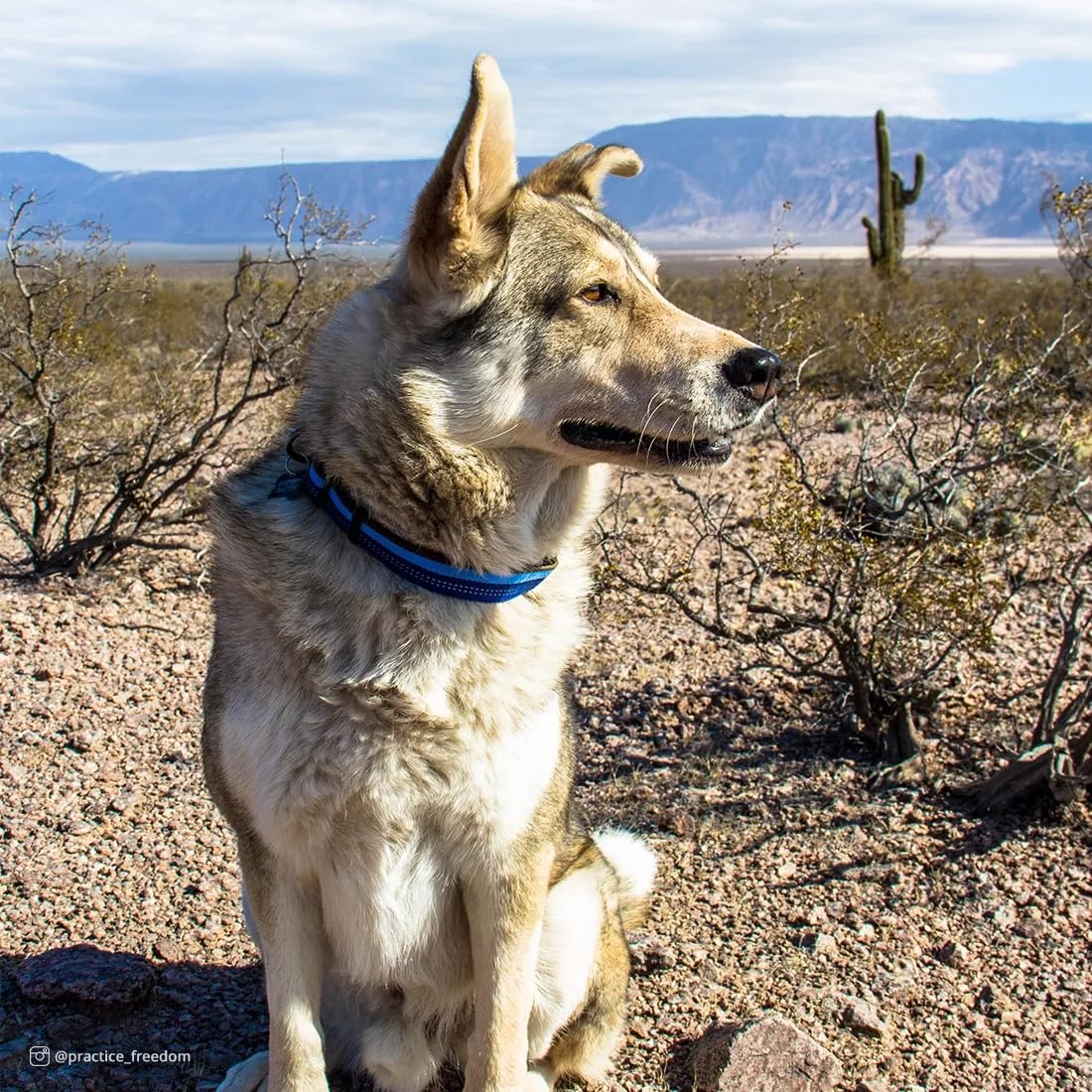 Coastal Pet K9 Explorer Reflective Adjustable Dog Collar - Comfortable Collar For The Outdoors - Durable, Lightweight Accessory With Side-Release Buckle - Sapphire, 1' X 12-18'