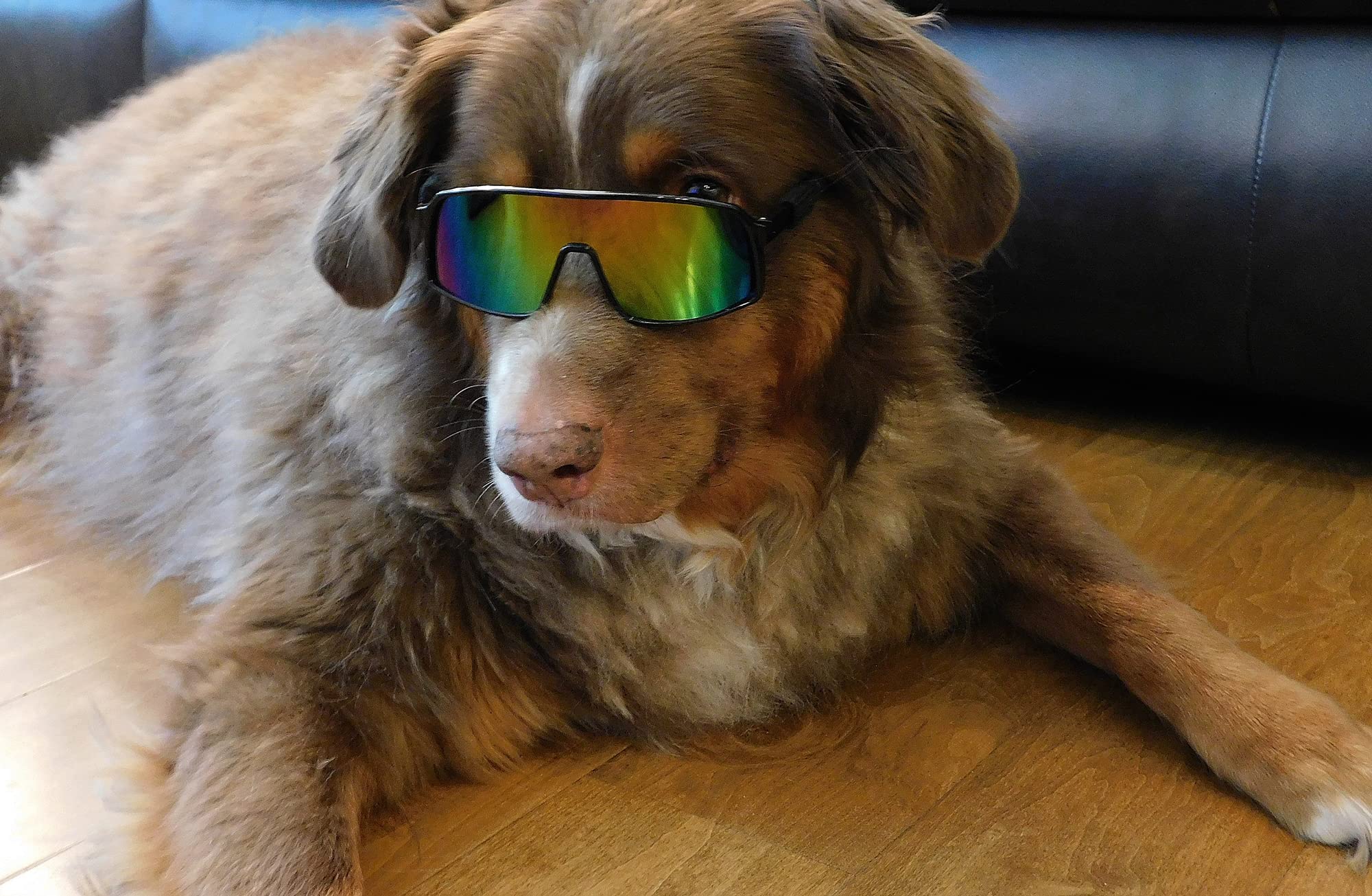 G010 Dog Pet Turbo Sports Sunglasses Medium Breeds 20-40 Lbs (Turbo Black-Rainbow Mirror)