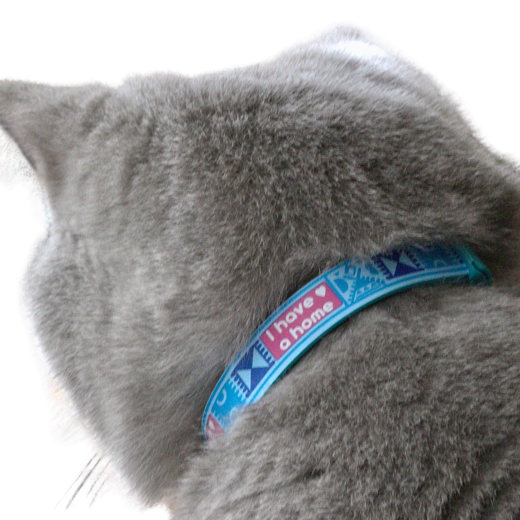 New Kittyrama -I Have A Home- Cat Collar With Bell. Breakaway, Quick Release, Hypoallergenic, Vet Approved. Lightweight Kitten C