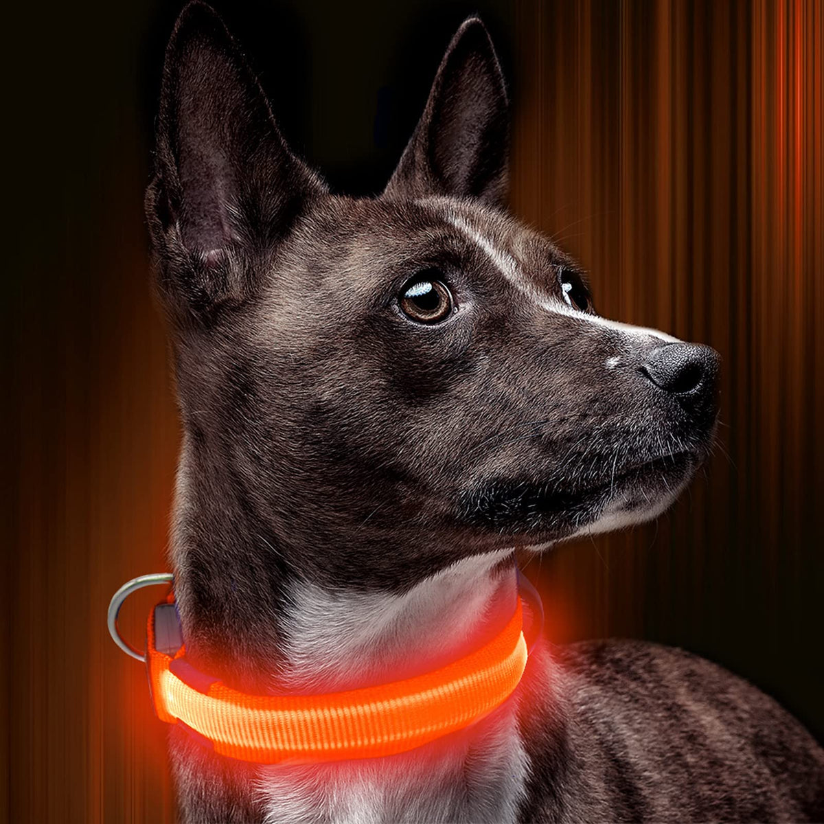 Illumifun Led Dog Collar, Adjustable Glowing Pet Safety Collar, Usb Rechargeable Light Up Collars For Your Dogs Walking At Night (Orange, Small)