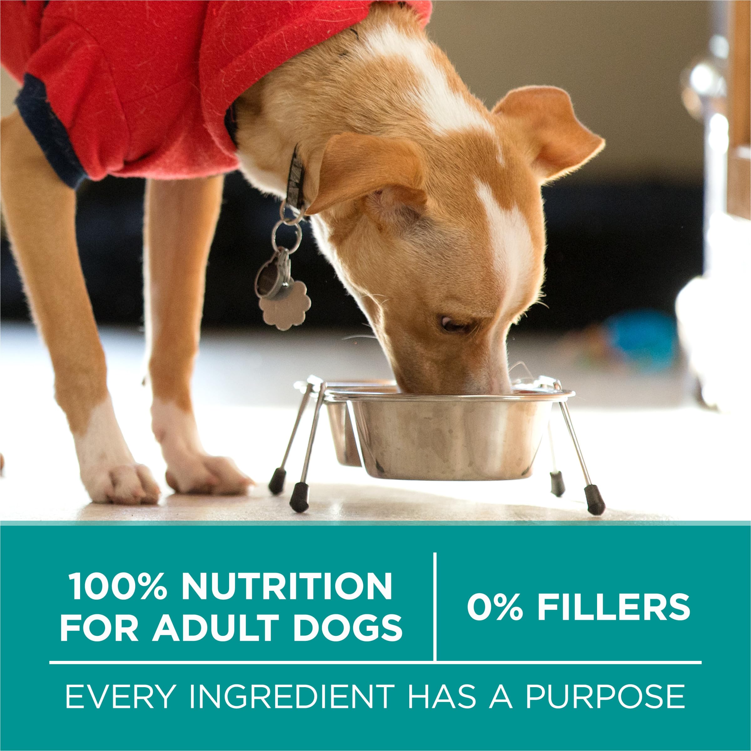 Purina One Plus Digestive Health Formula Dry Dog Food Natural with Added Vitamins, Minerals and Nutrients - (Pack of 4) 8 lb. Ba
