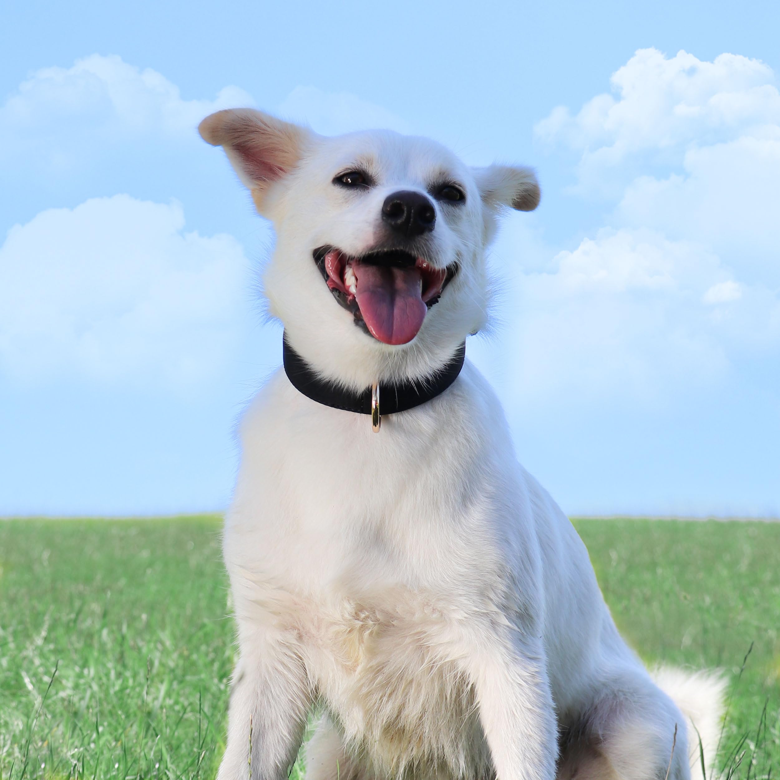 Didog Soft Padded Dog Collars For Medium Dogs, Lightweight And Breathable Dog Collar Waterproof With Metal Buckle, Black, L