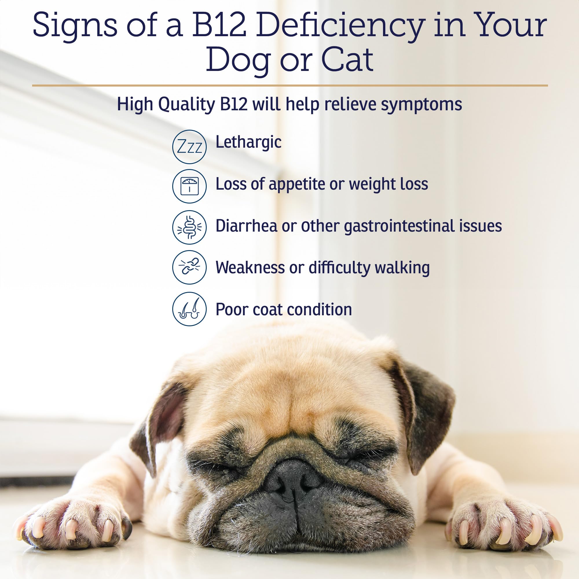 RX Vitamins B12 for Dogs and Cats - Dog Digestive Support for Improved Metabolic Process - Pure B12 for Cats to Support Nervous