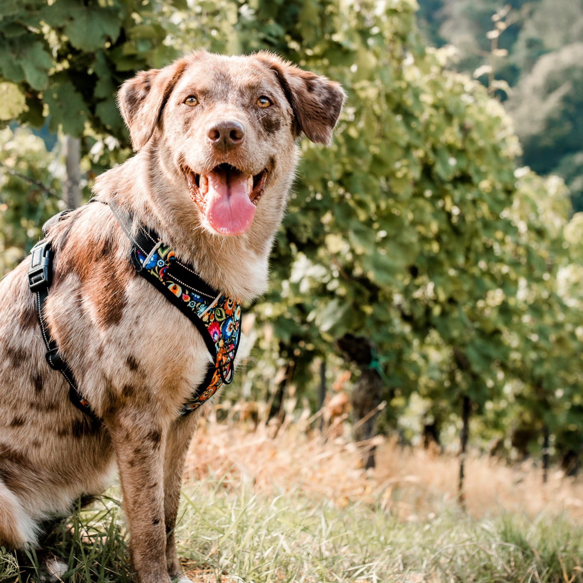 Lucky Love Dog No Pull Dog Harness, Adjustable And Easy To Walk, Cute Floral Pattern Dog Harness For Small Medium Large Dogs - (Xs, Blackbird Harness)