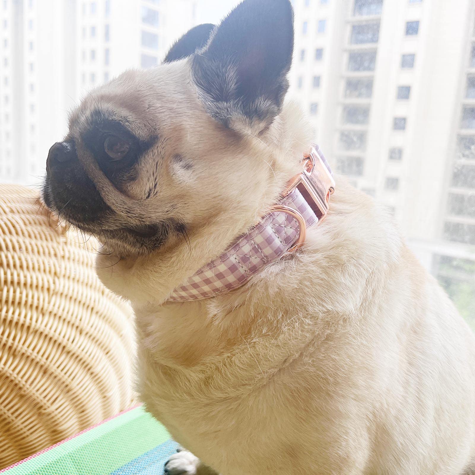 Metal Buckle Dog Collar, Durable Adjustable Dog Collar Soft For Small Medium Large Dogs (Purple Plaid, M(13-18In)