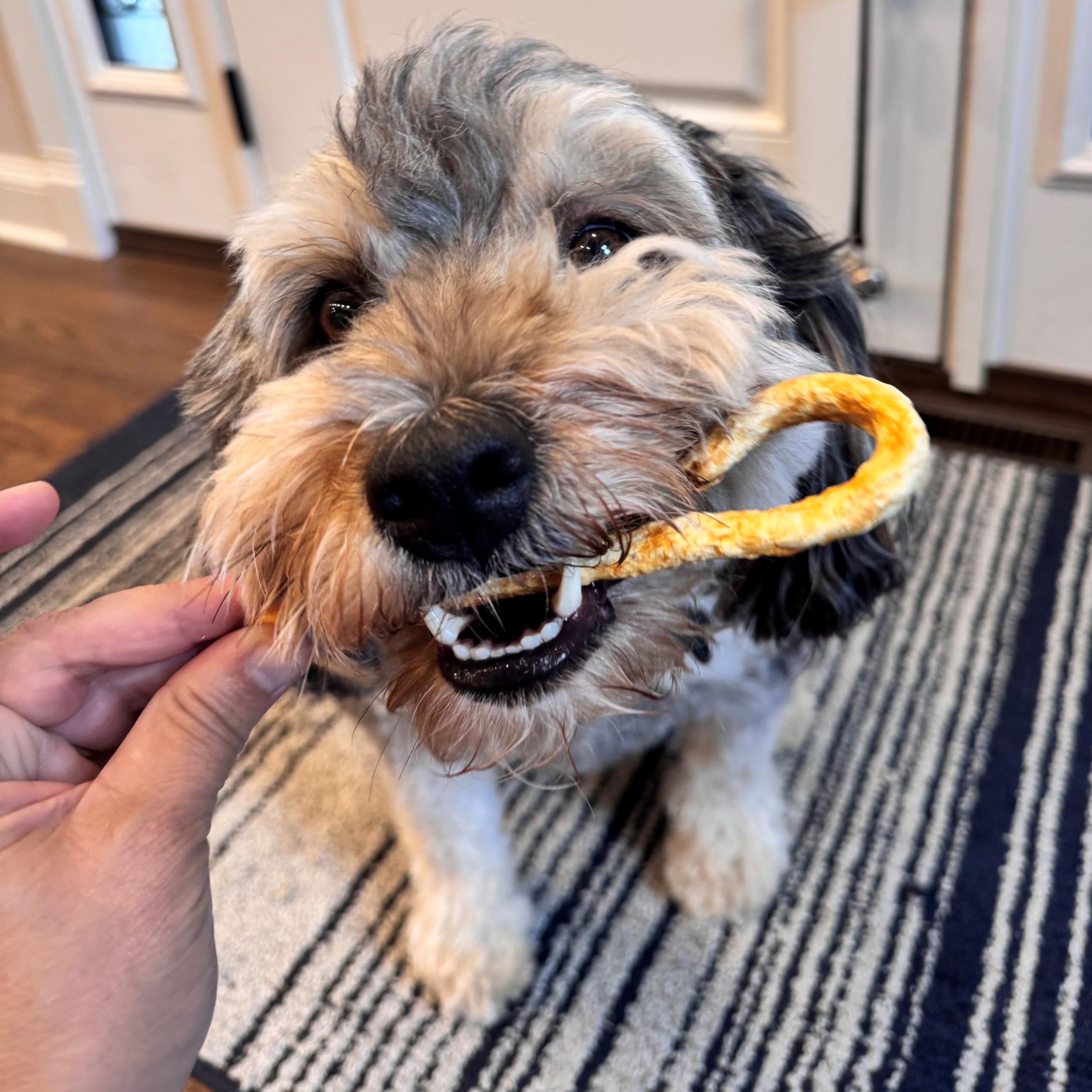 Fieldcrest Farms Nothin to Hide Mini Holiday Candy Cane Chicken Flavor Dog Chews, Rawhide-Free, Easily Digestible, Long-Lasting