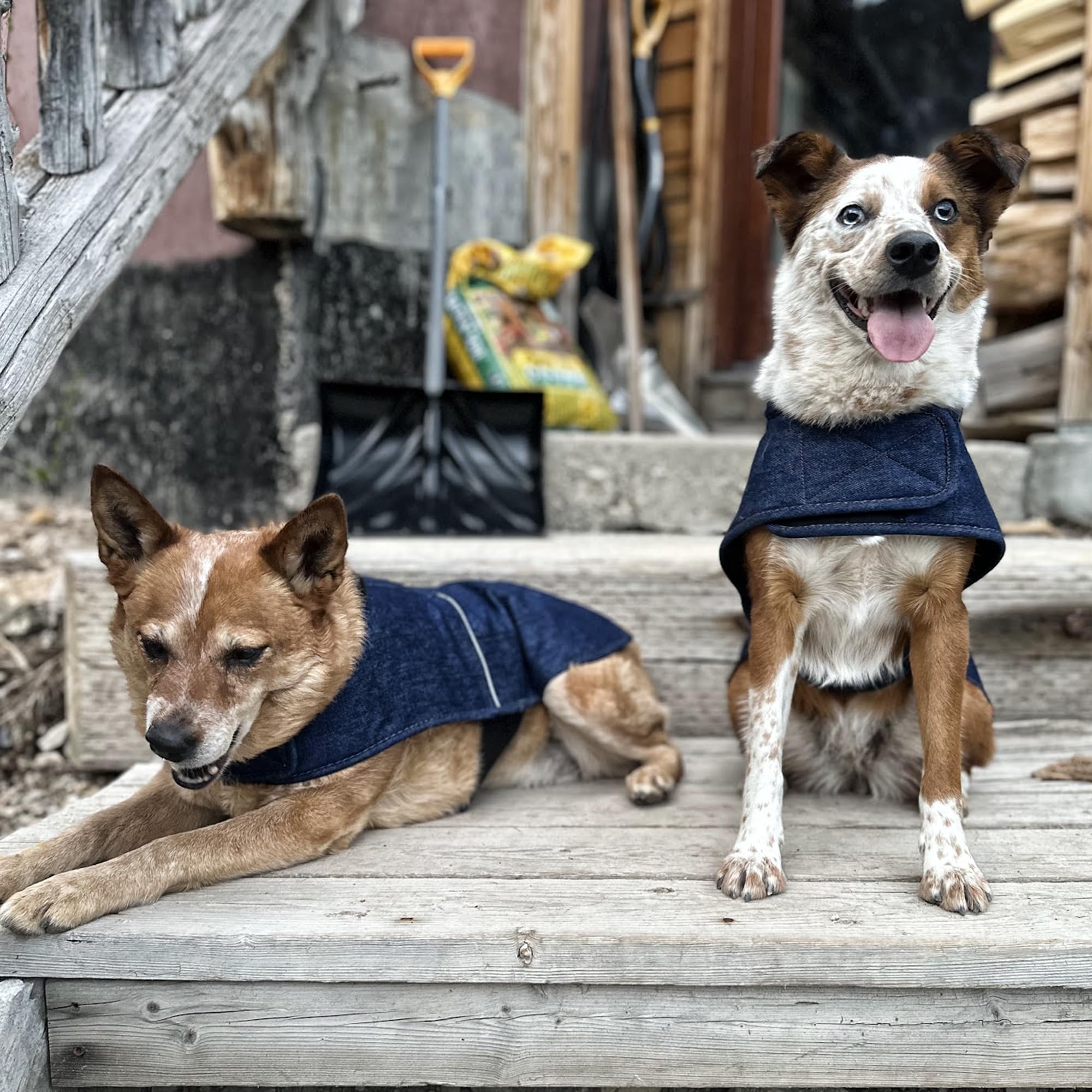 Carhartt Firm Duck Insulated Dog Chore Coat, Durable Weather Resistant Jacket for Cold and Windy Conditions, PFAS Free (Denim),