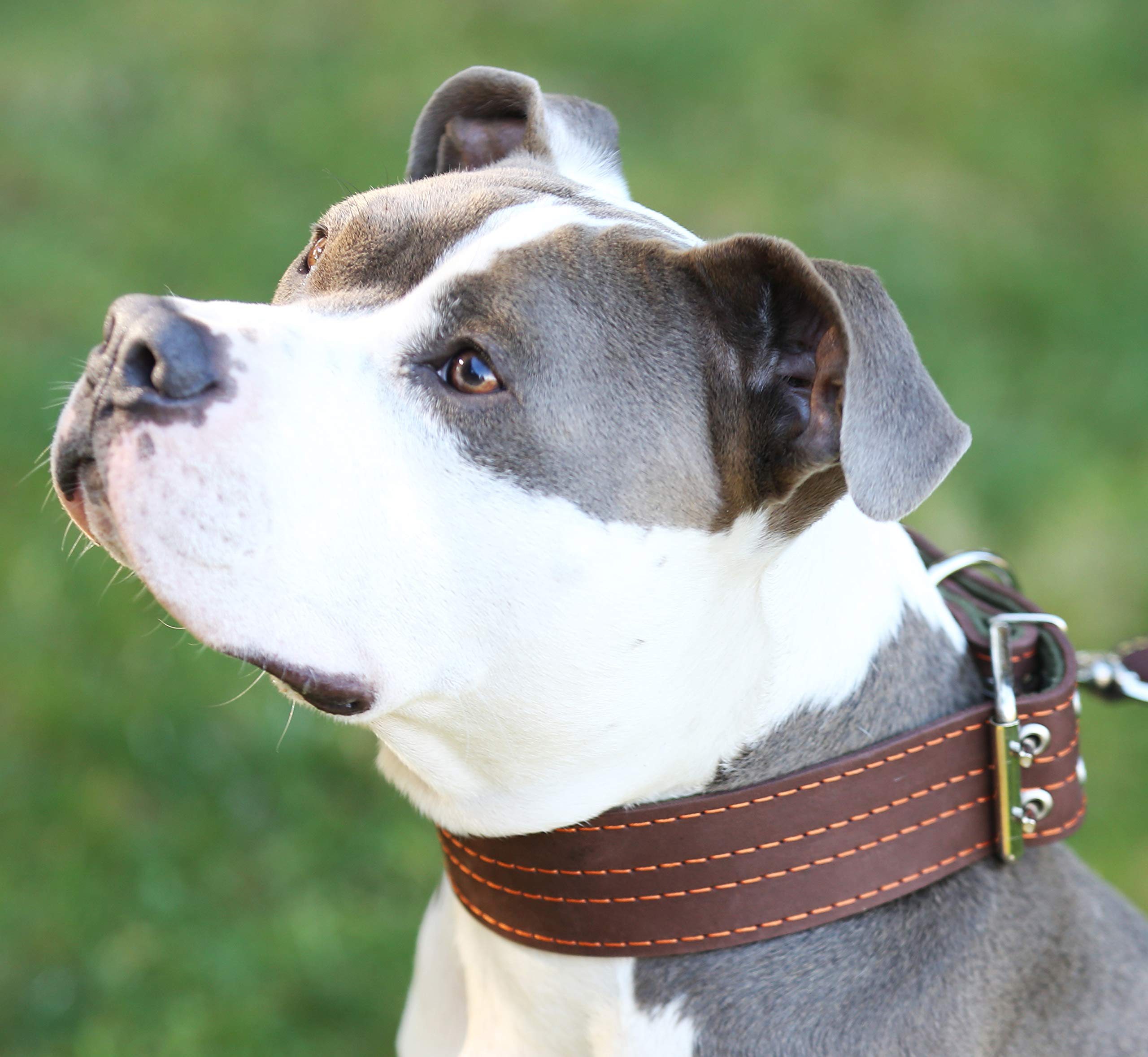 Genuine Leather Dog Collar, Padded Brown, 1.5' Wide. Fits 14'-18' Neck Size, Medium