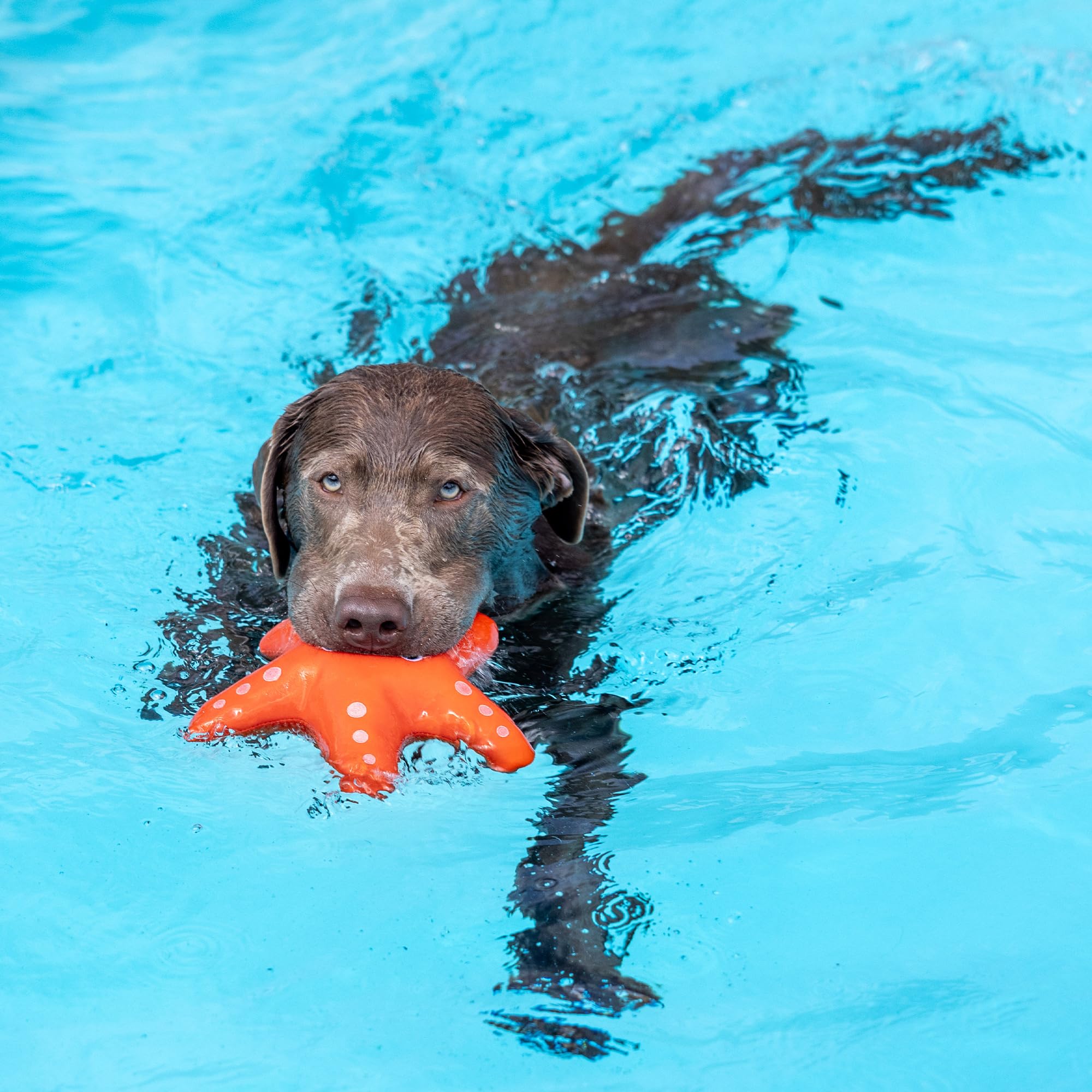 Fringe Studio ''Shelly Floating Dog Toys, Pet Shop Collection (640004)