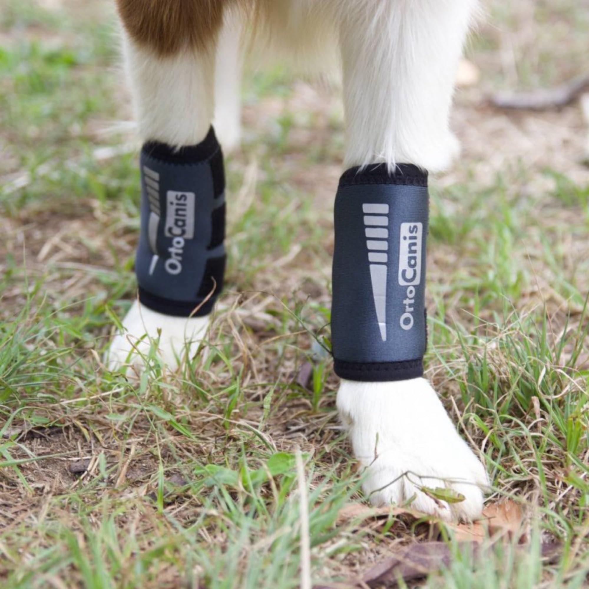 Ortocanis - Carpal Brace for Dogs with Arthrosis, Ligament or Tendon Injuries, or Agility Dogs, Size S