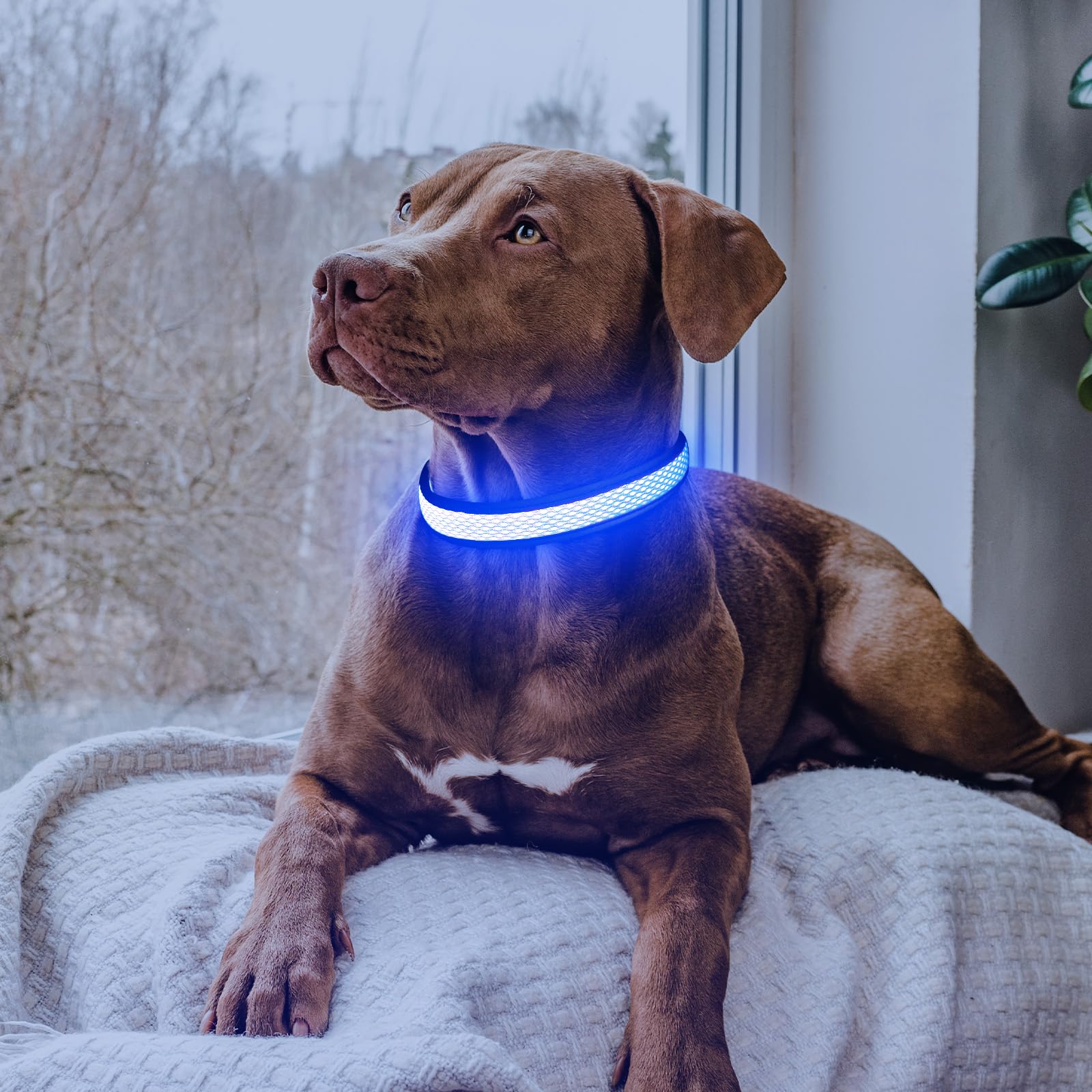 Flashseen Led Dog Collar,Usb Rechargeable Light Up Dog Collar Lights,Adjustable Comfortable Soft Mesh Safety Dog Collar For Small,Medium,Large Dogs(Large, Royal Blue)