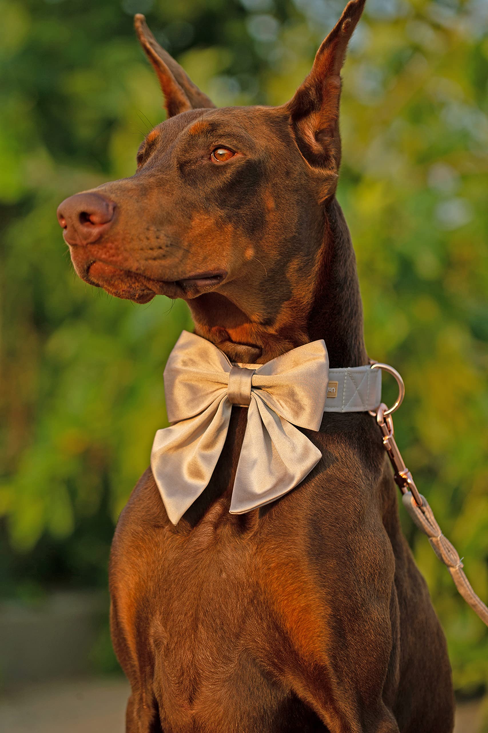 Unique Style Paws Silk Champagne Color Dog Collar Adjustable Durable Dog Collar With Bow Wedding Bow Tie Dog Collar For X-Large Dogs