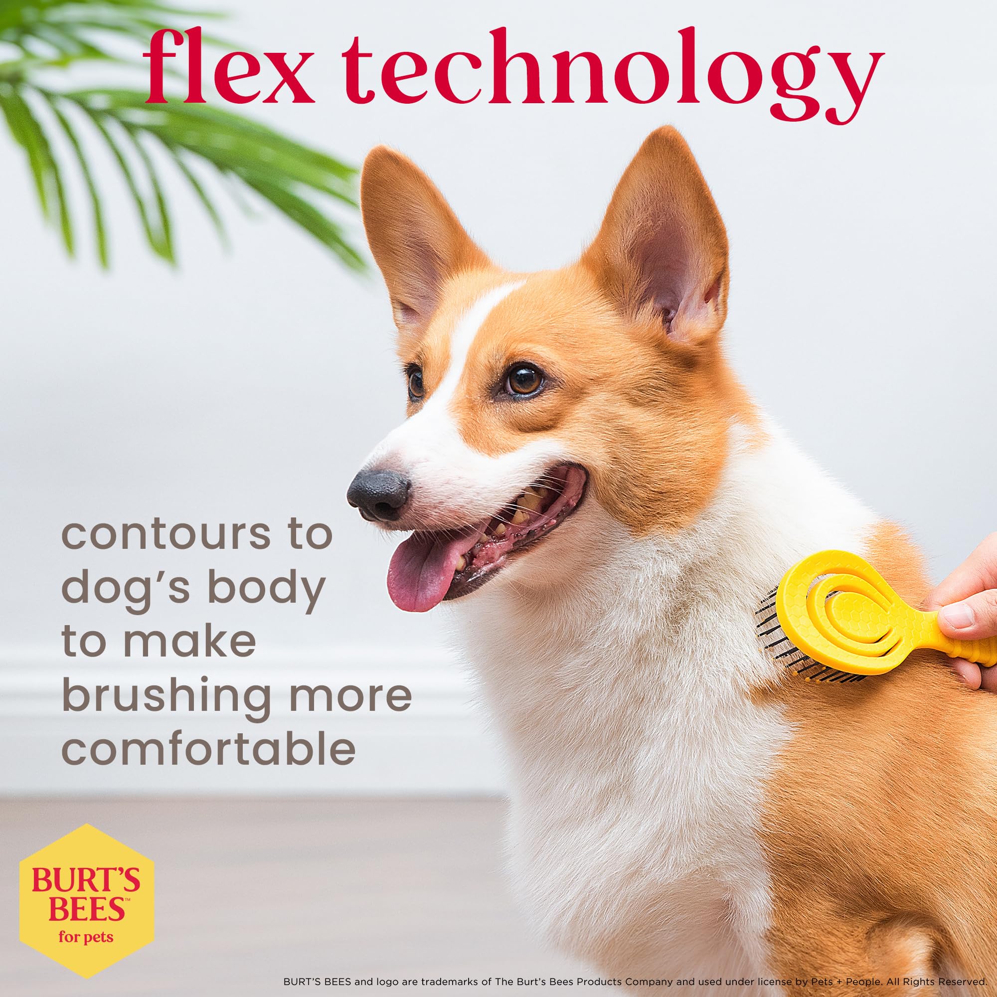 Burt's Bees for Pets Detangling Pin Brush for Puppies and Small Dogs | Handle Made from Recycled Plastics Collected from Coastal
