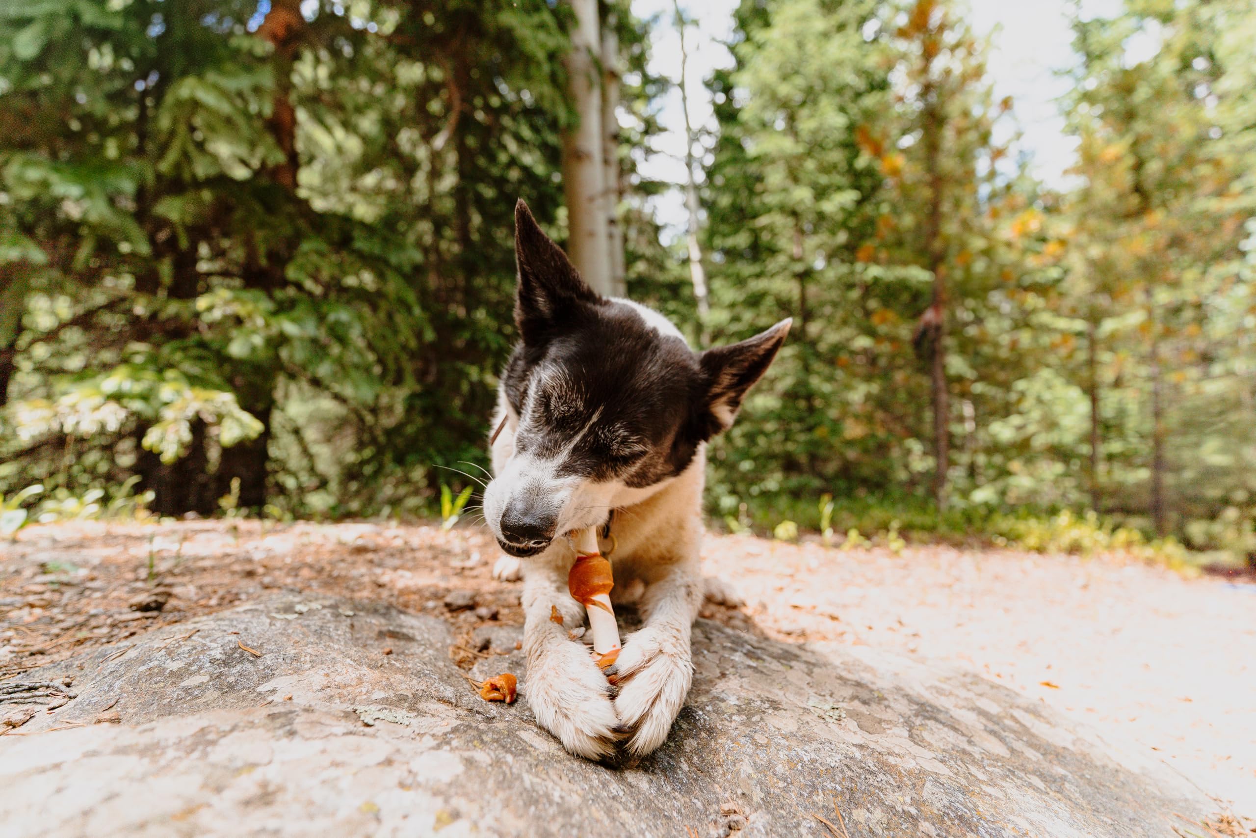 Cadet Chefs Specialties Natural Rawhide Shish Kabob Chew Sticks, Apple Peanut Butter Flavor, Healthy Dog Treats for Large Breed