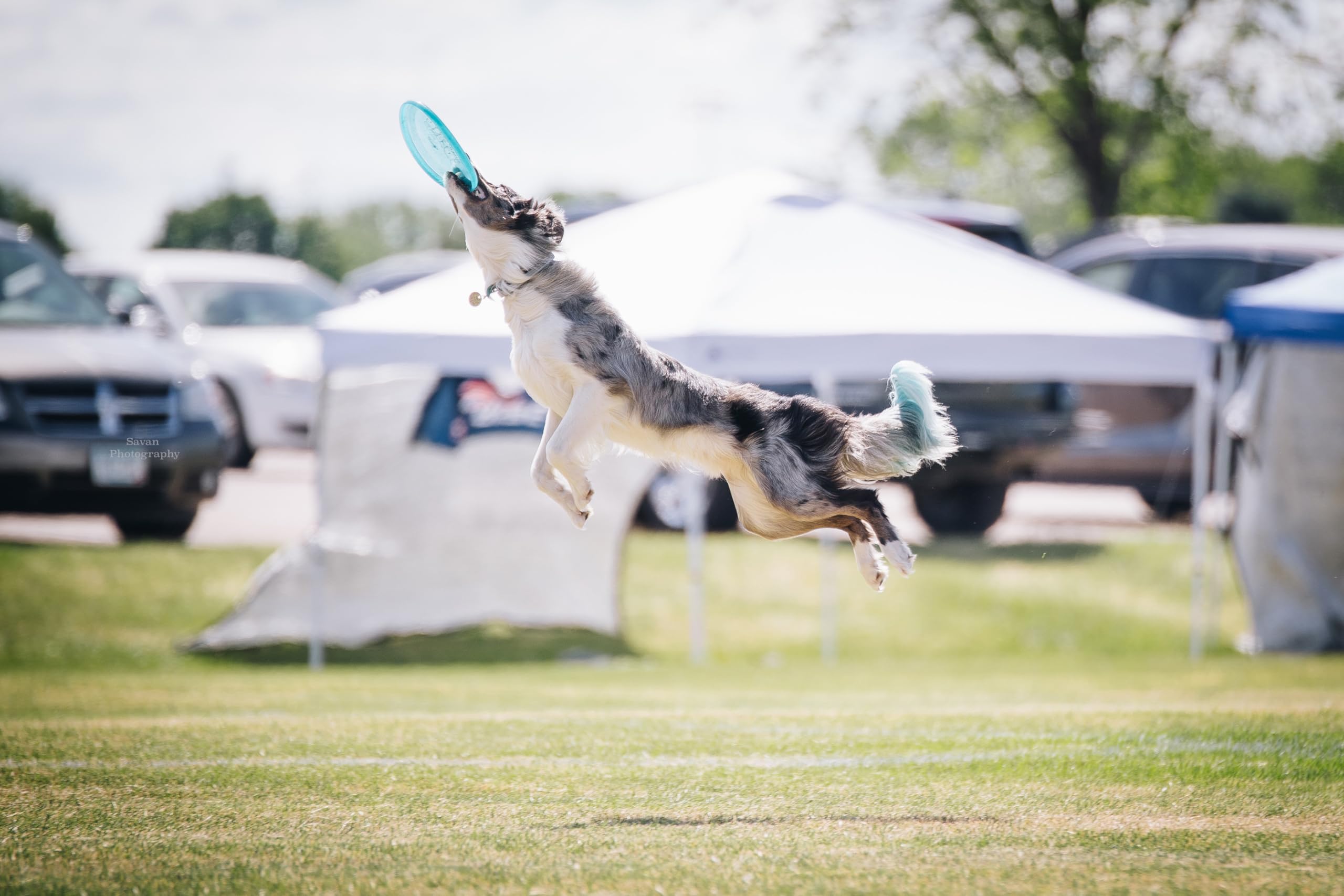 Hero Disc Usa Superhero 235 K9 Candy Plastic Dog Disc, Outdoor Dog Toy And Pet Disc, Puncture Resistant Dog Flying Disc (Yellow)