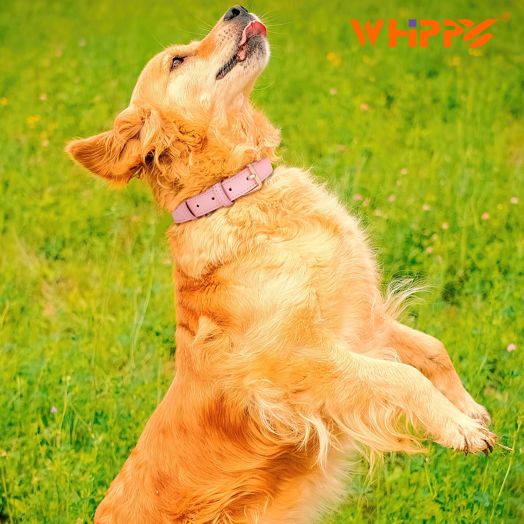 Whippy Leather Dog Collar For Small Dog Adjustable Soft Breathable Leather Padded Puppy Collar With Alloy Buckle Heavy Duty Wate