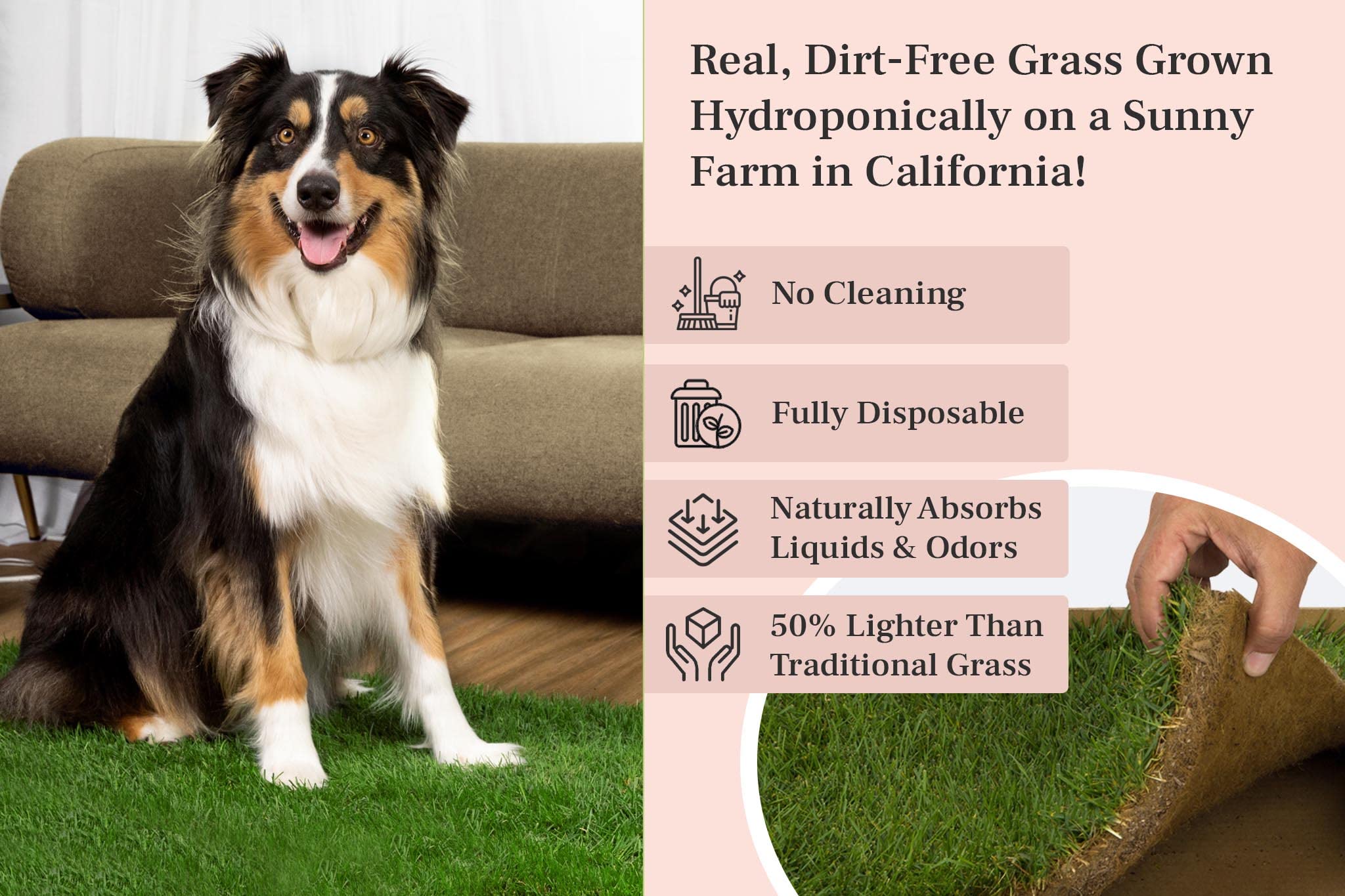 Doggielawn Dog Potty - Real Grass - Xlarge 24X48 Inches