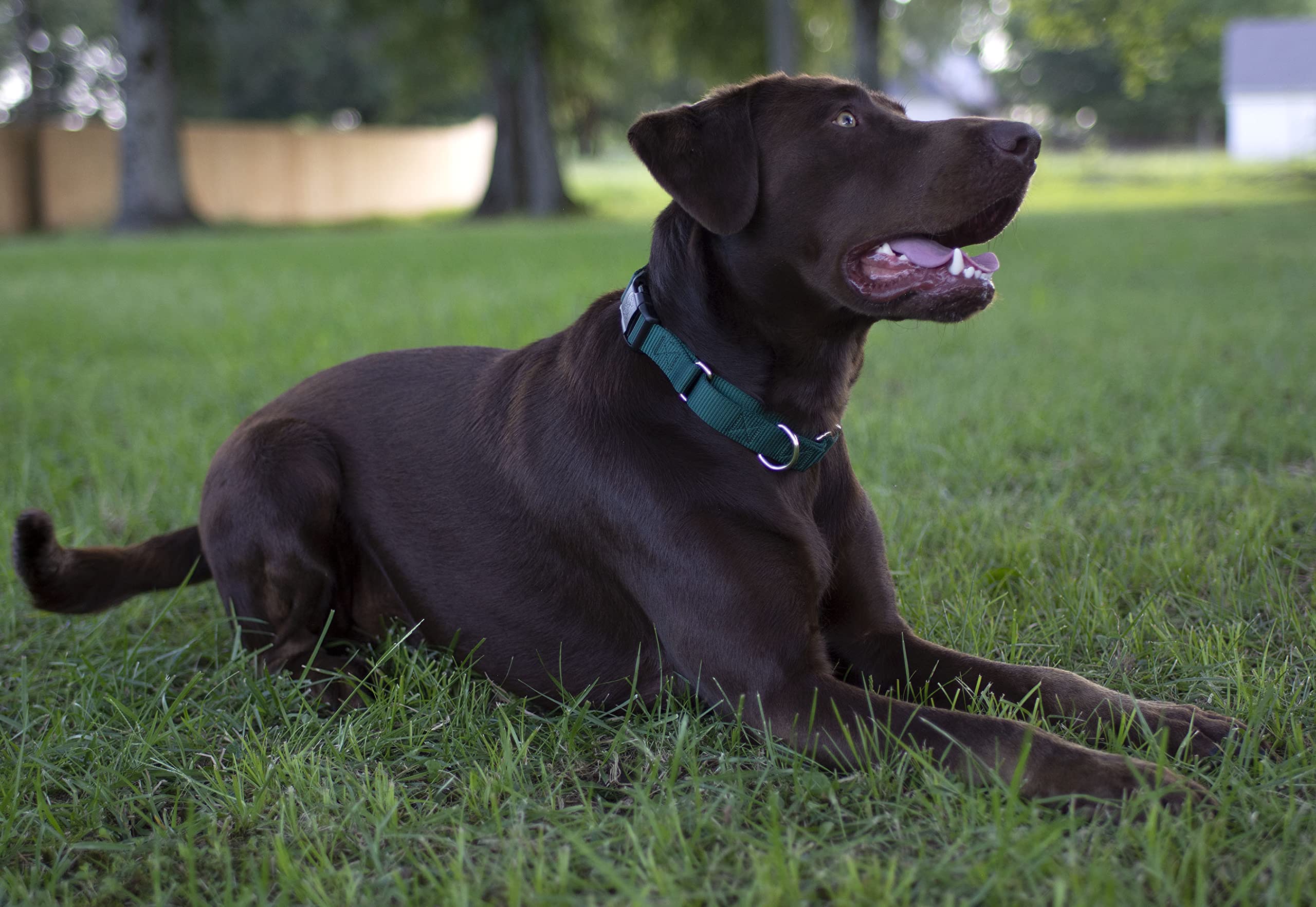 Country Brook Petz - Made In The Usa - Durable Nylon Martingale With Deluxe Buckle - 30+ Vibrant Color Options (Teal, 1 Inch, Large)