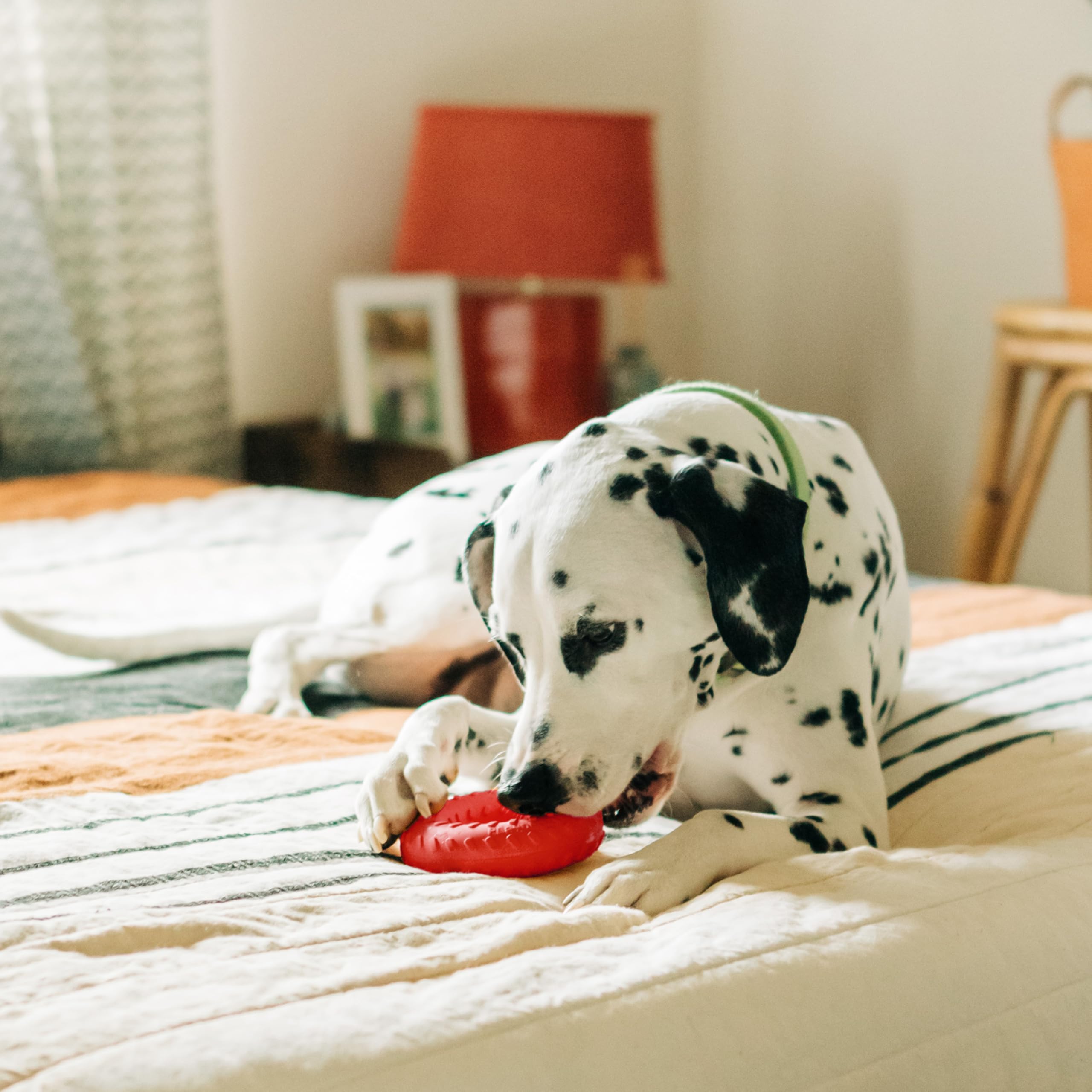 Playology Dual Layer Ring Toy for Large to X-Large Dogs 50lbs & up | Engaging All-Natural Beef Scented Durable Dog Chew Toy for