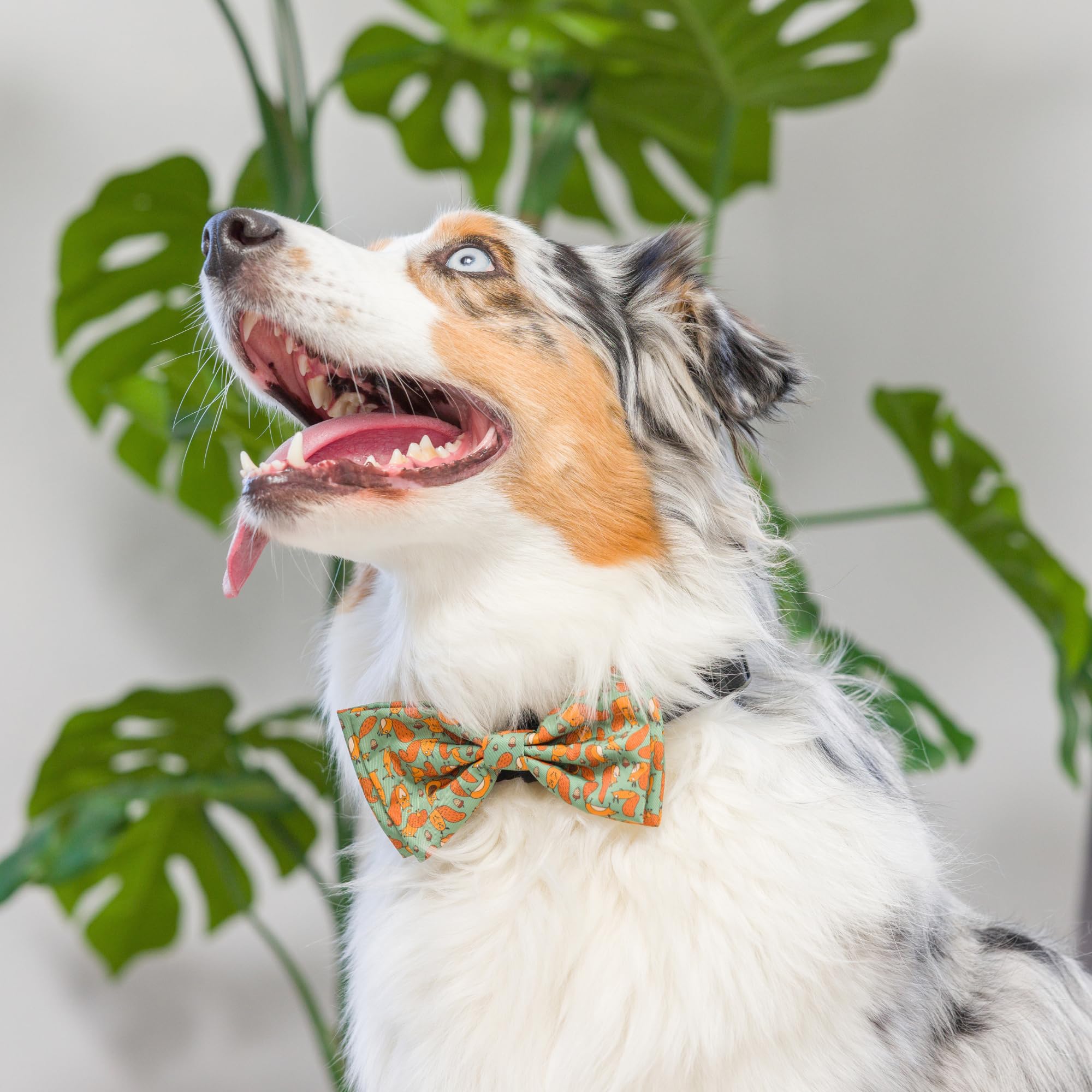 Huxley & Kent Silly Squirrels Extra-Large Fall Bow Tie Collar Attachment - Fun, Comfortable & Durable Bow Ties For Dogs & Cats