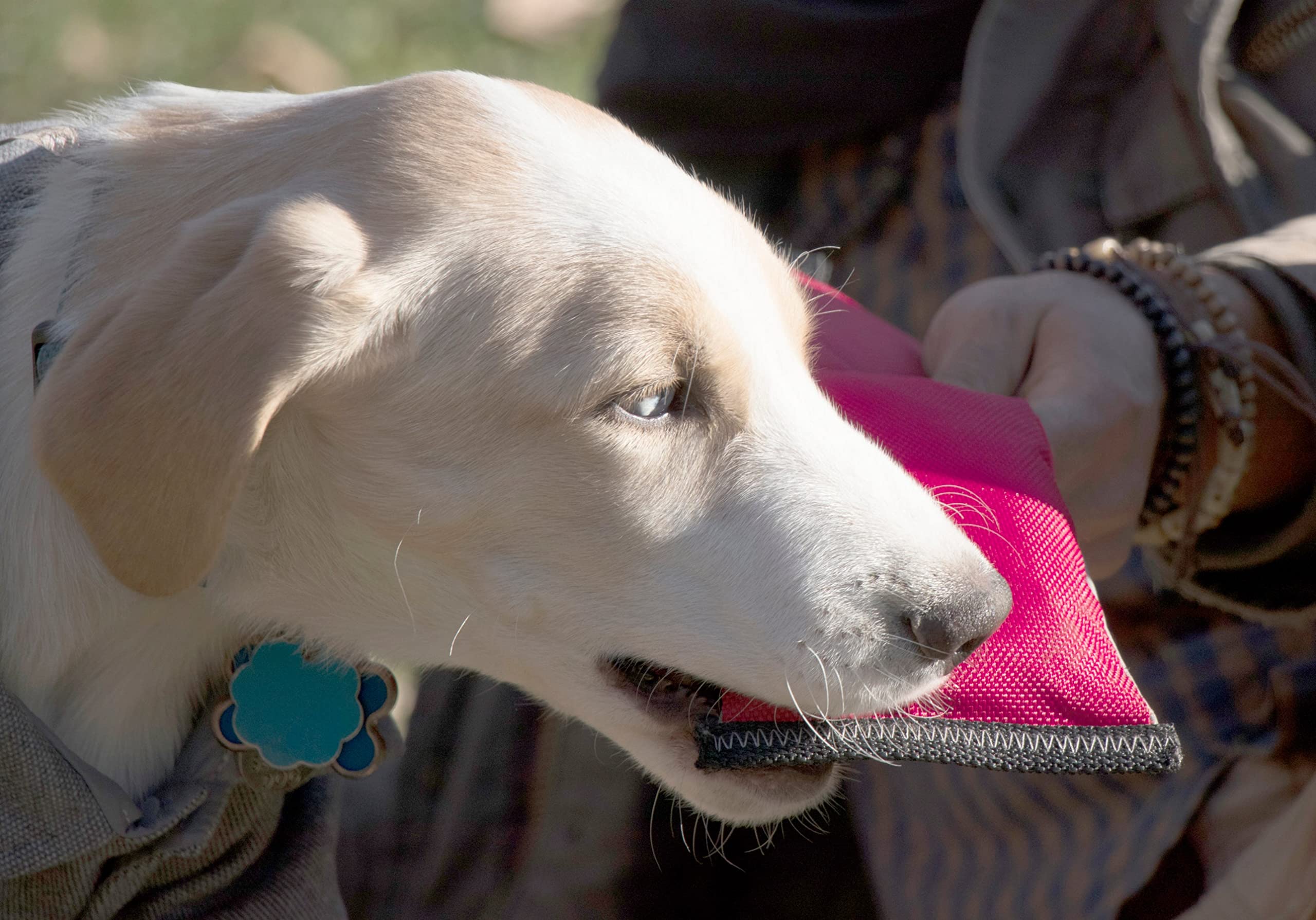 Pet Life 'Extreme Neoprene' Tug-N-Pull Waterproof Dog Toy - Tugging and Floating Dog Toy or Fetch Pet Toy