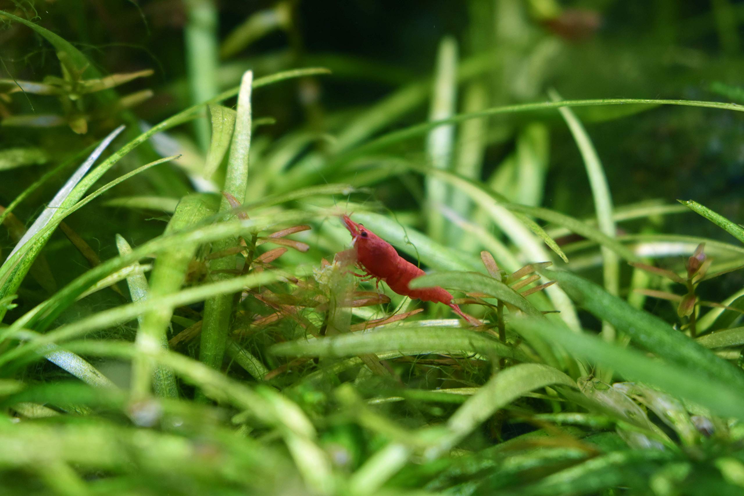 Seachem Flourish Freshwater Plant Supplement - Aquarium Element and Nutrient Blend 100 ml, (Model: 515)