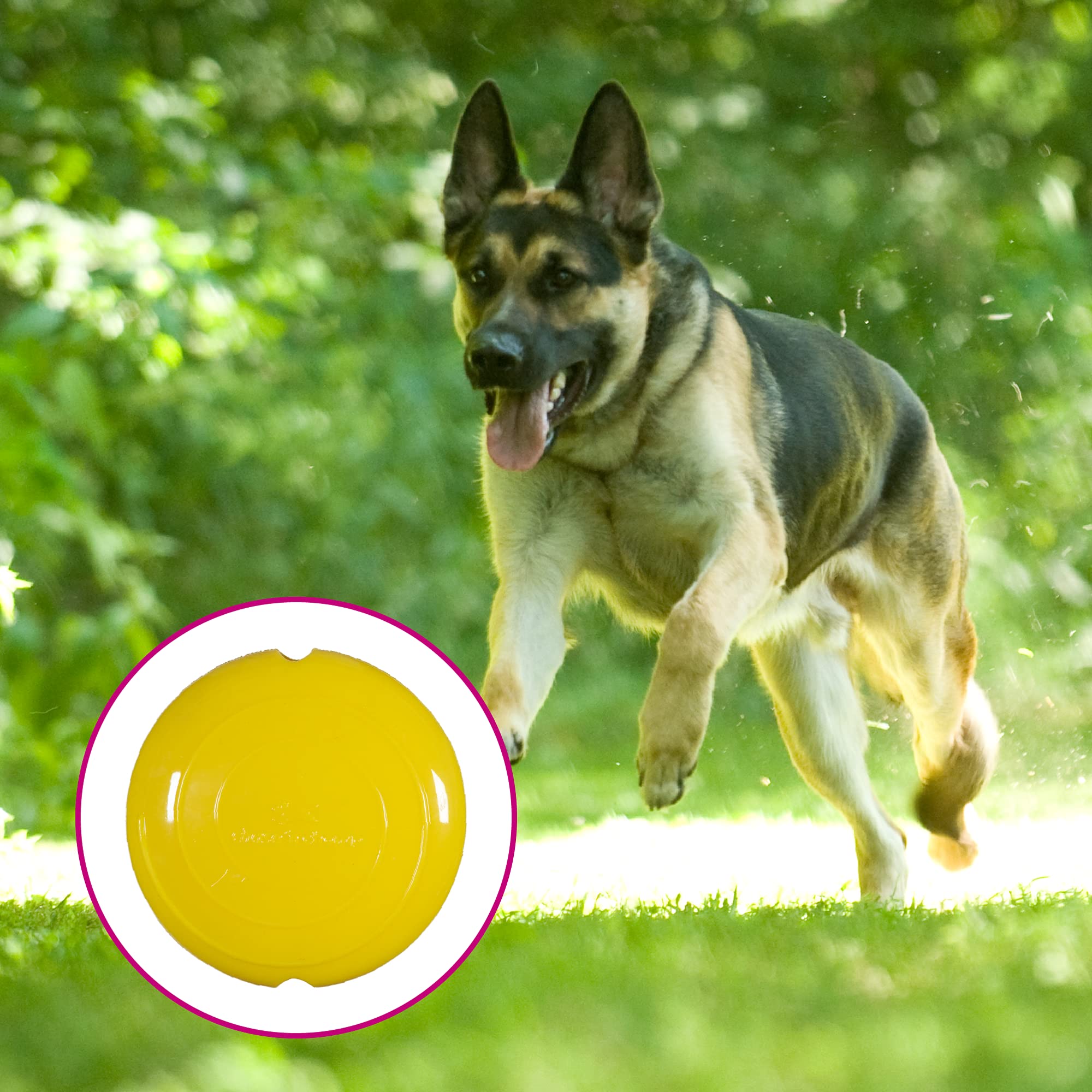 Chase 'n Chomp Field Disc Pet Chew Toy, Assorted, 4.75 inch, Red or Yellow