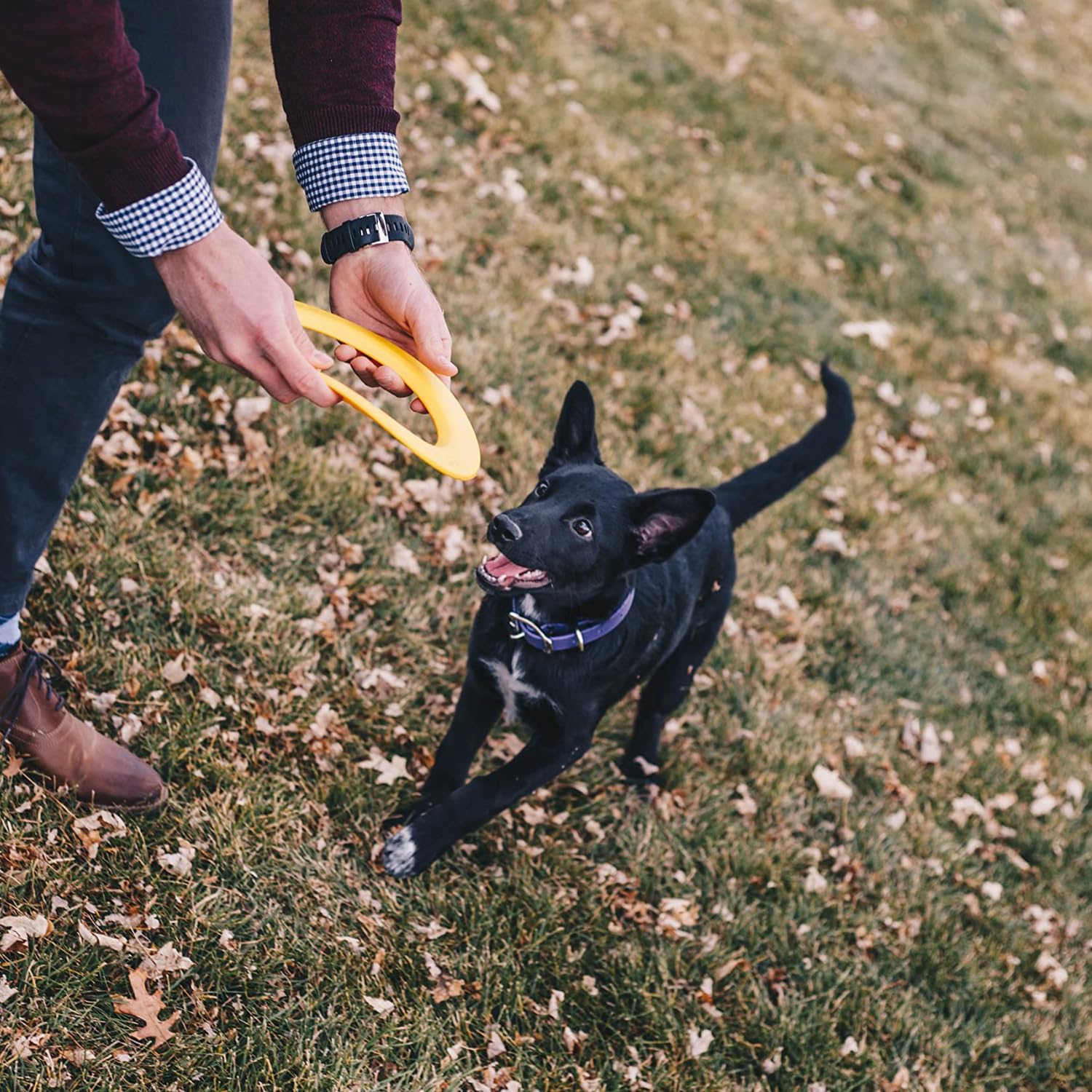 Jersey Dog Co Disc Go Dog Flying Disc, Outdoor Dog Toys, Outside Puppy Toys, Made In The Usa Dog Toys,