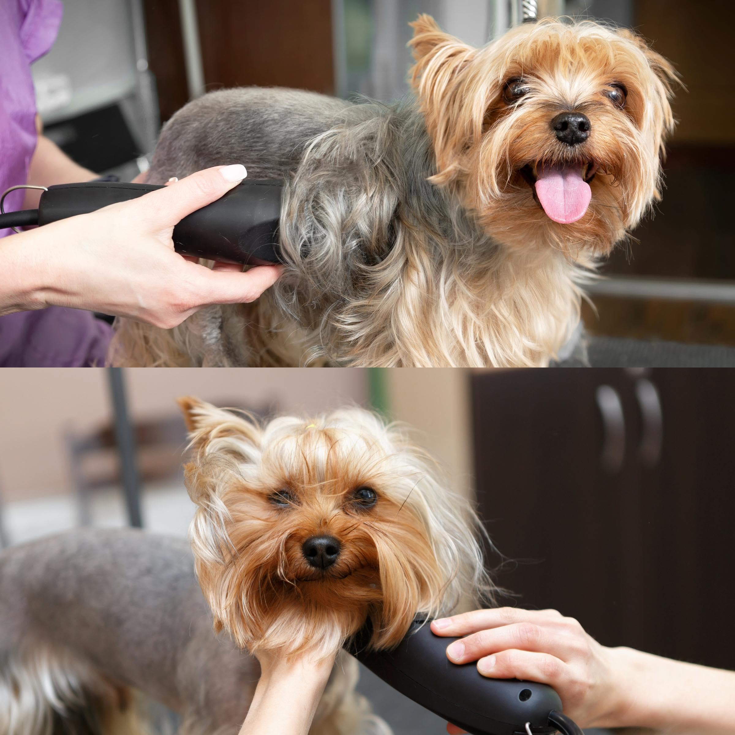 Bucchelli Detachable A Series 5/8 Blade Dog Grooming Cut Length 5/8' - 16Mm Ideal For Large Trimming Areas Japanese Carbonized