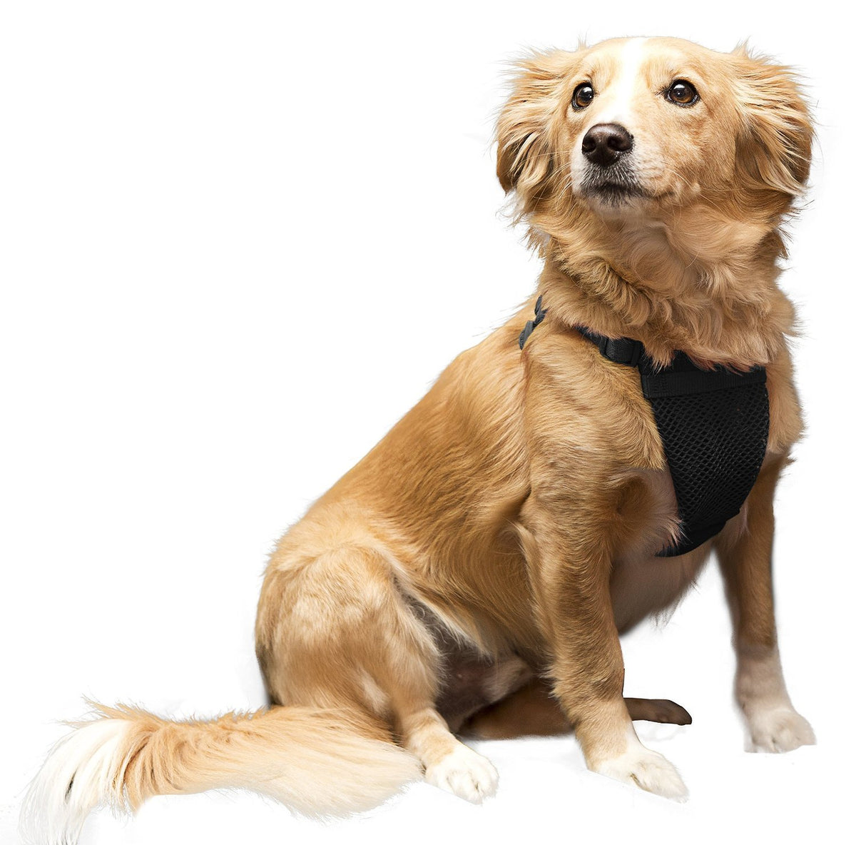 Sporn Pet Sporn Simple Control Harness Medium Black
