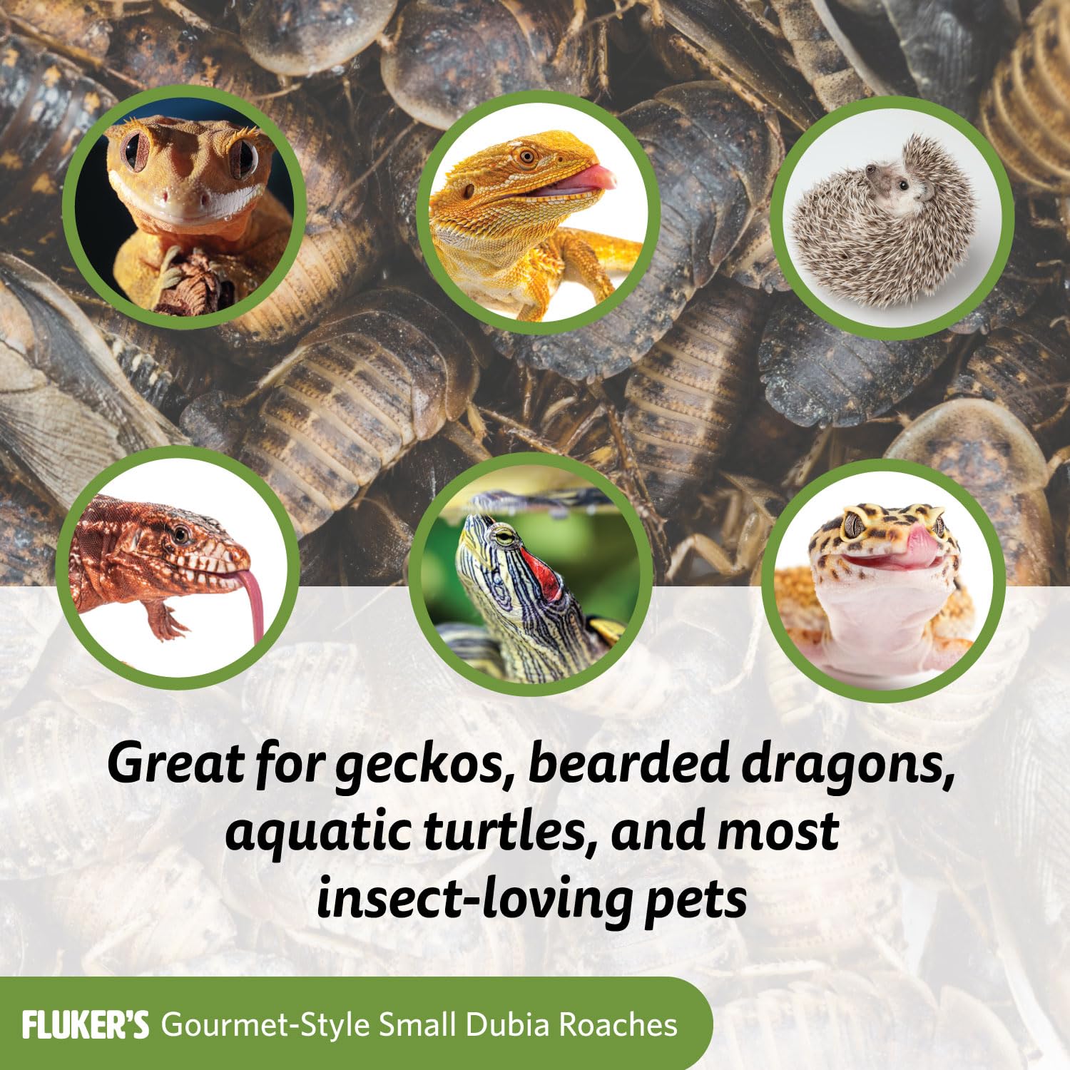 Flukers Gourmet Canned Food for Reptiles, Fish, Birds and Small Animals, Dubia Roaches, 1.2 oz