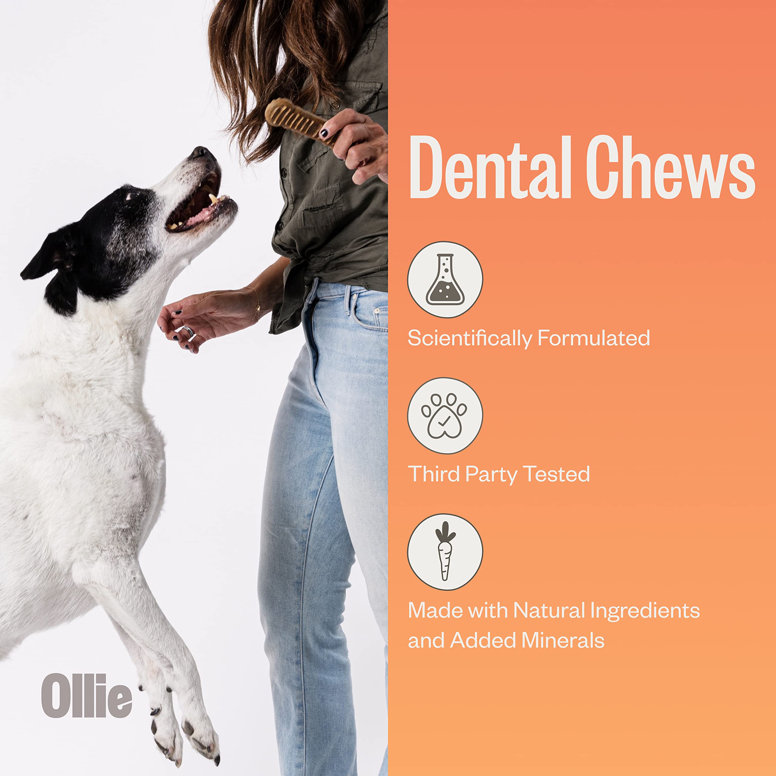 Ollie Dental Chews for Medium Dogs, 12 Oz, Fresh Breath, Teeth Cleaning Treats, Sticks for Dog Oral Care, with Parsley and Cinni