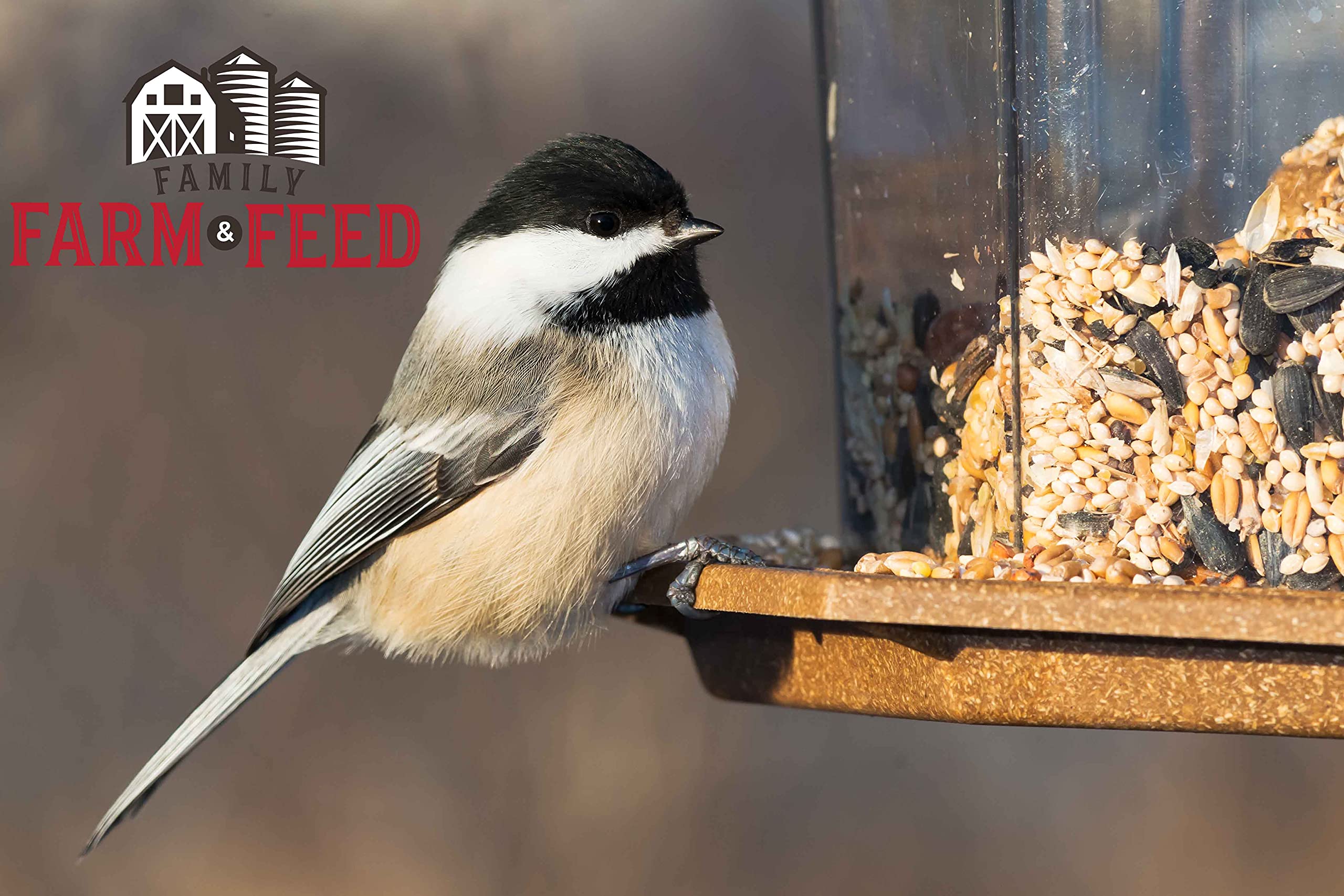 FAMILY FARM AND FEED | Four Season | City Blend | Fancy Wild Bird Food | Backyard Songbird| 4 Pounds