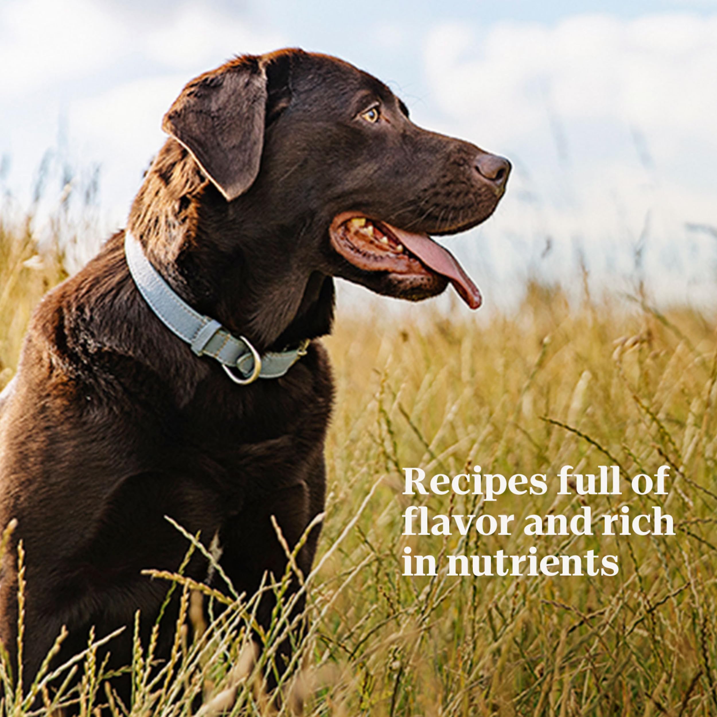 Nutro Adult Natural Grain Free Wet Dog Food Cuts in Gravy Simmered Beef & Potato Stew Recipe, 3.5 oz. Trays (24 Count, Pack of 1