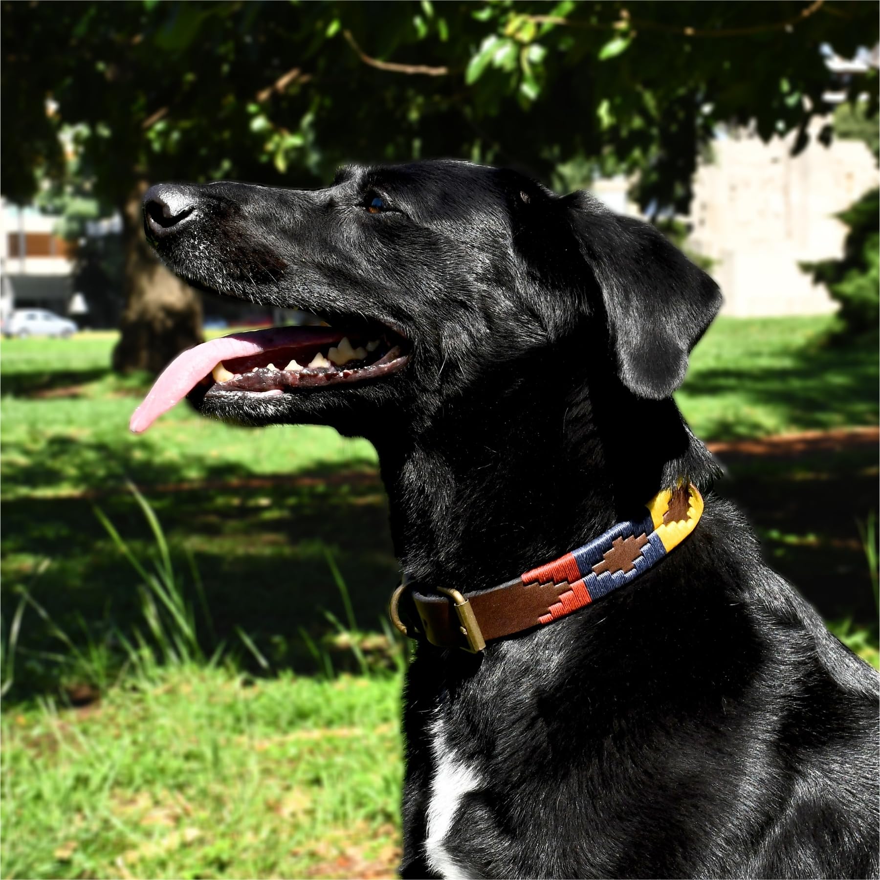 Gaucholife Polo Dog Collar Leather Hand-Stitched For Girls Female Dog Accessories (X-Large, Pinos)