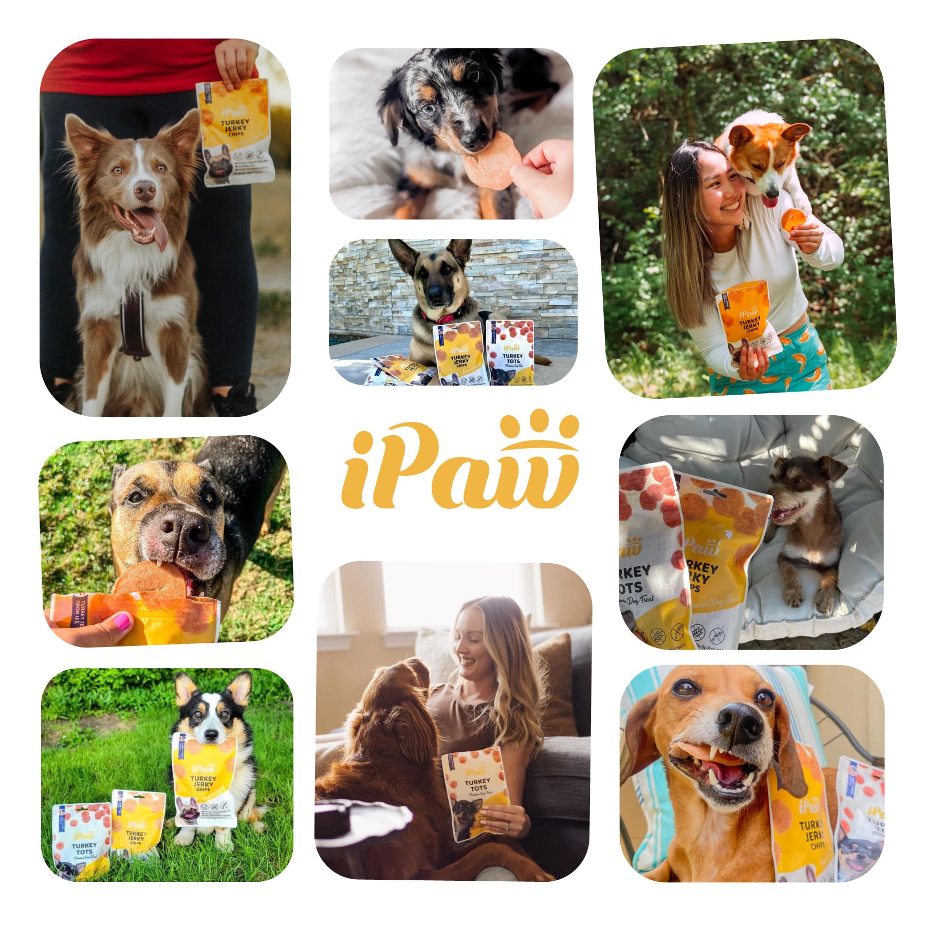 iPaw Dog Treats for Puppy Training, All Natural Human Grade Dog Treat, Hypoallergenic, Easy to Digest (Fish and Cheese Bites)