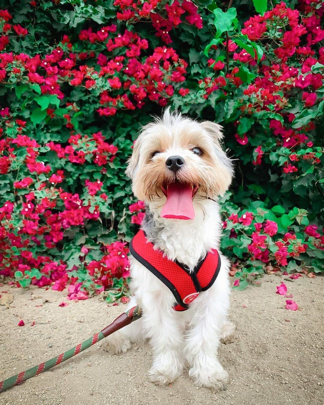 Gooby Comfort X Head in Harness - No Pull Dog Harness for Medium Dogs, Red, Model 04110-RED-M, Choke-Free Polyester Design