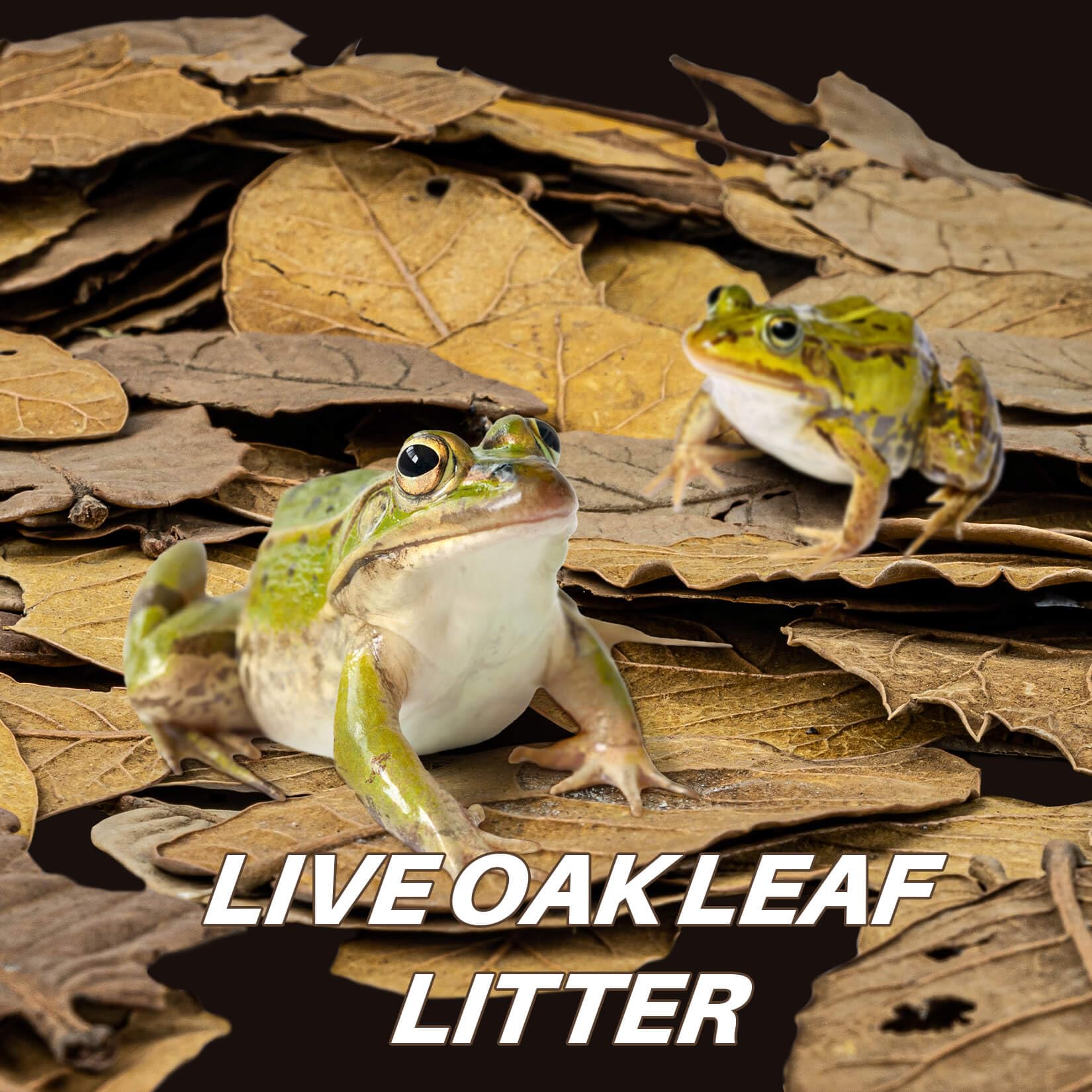 MAQIHAN 4.9 OZ Dry Oak Leaf Litter - Leaf Litter for Reptiles Oak Leaves for Isopods Live Substrate for Snakes; Frogs; Isopods;