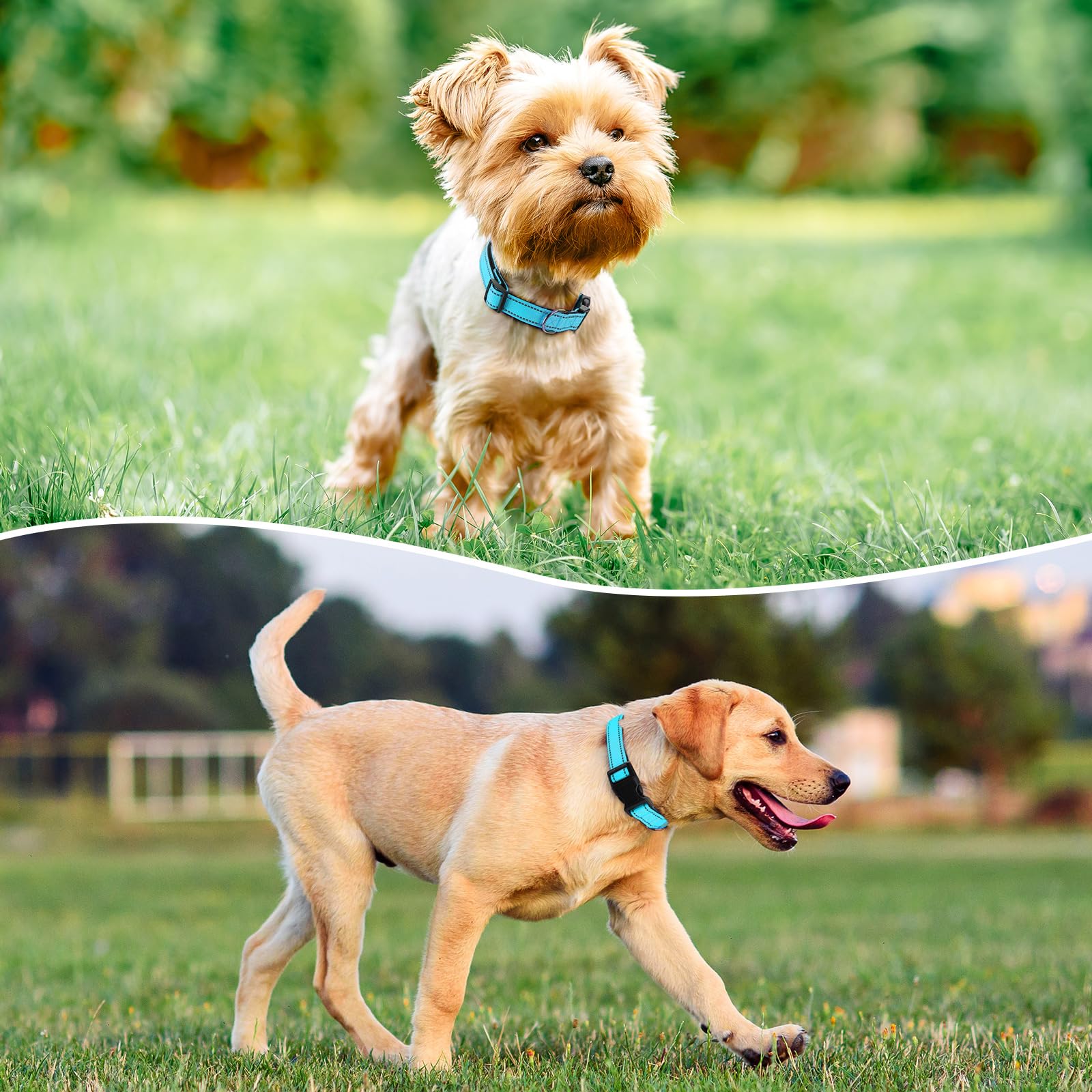 Penseepet Reflective Dog Collar Padded With Soft Neoprene Breathable Quick Release Basic Dog Collars For Puppy Small Dogs Sky Blue