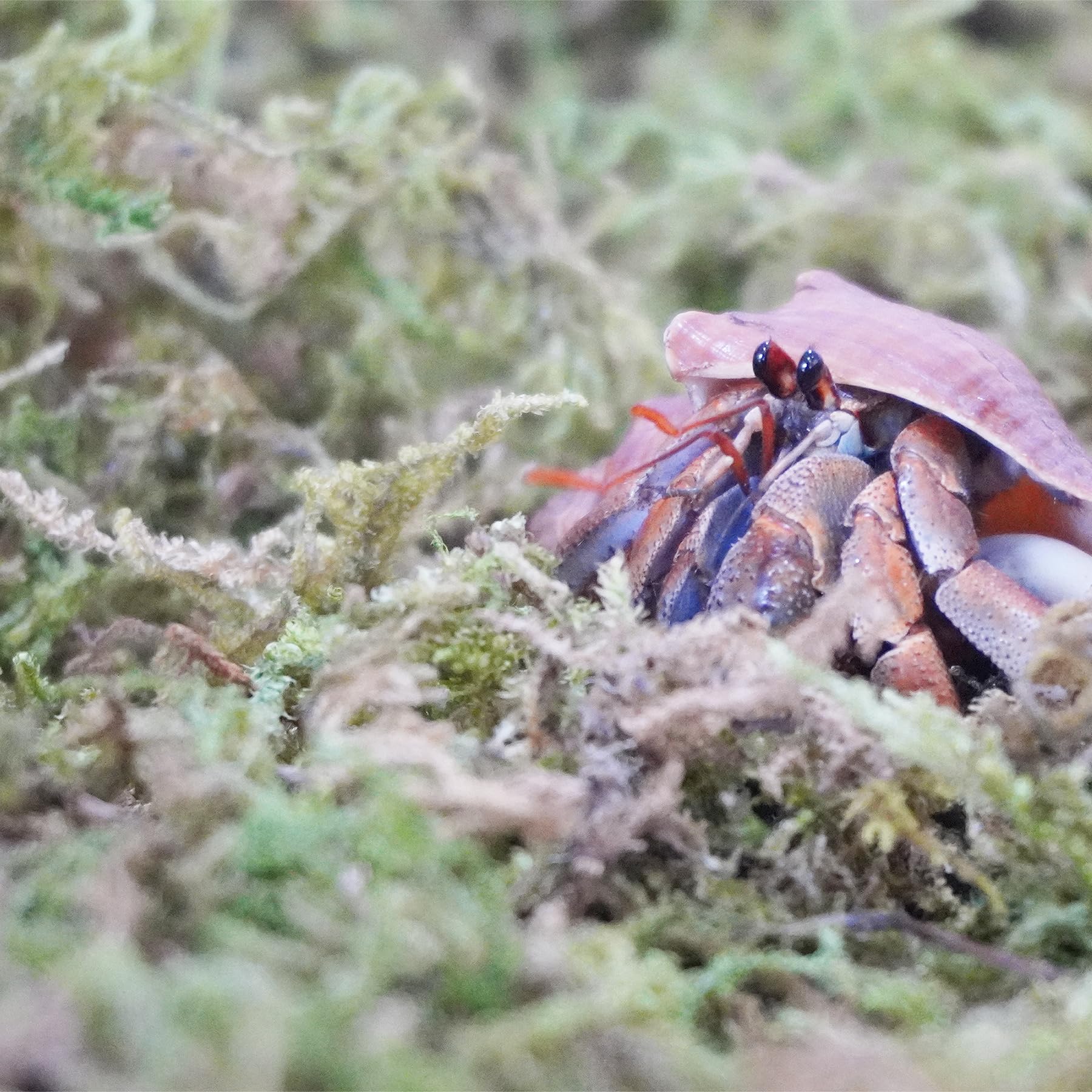 Begeterday Natural Moss for Hermit Crabs - 3.5oz Ideal Tank Habitat Supplies
