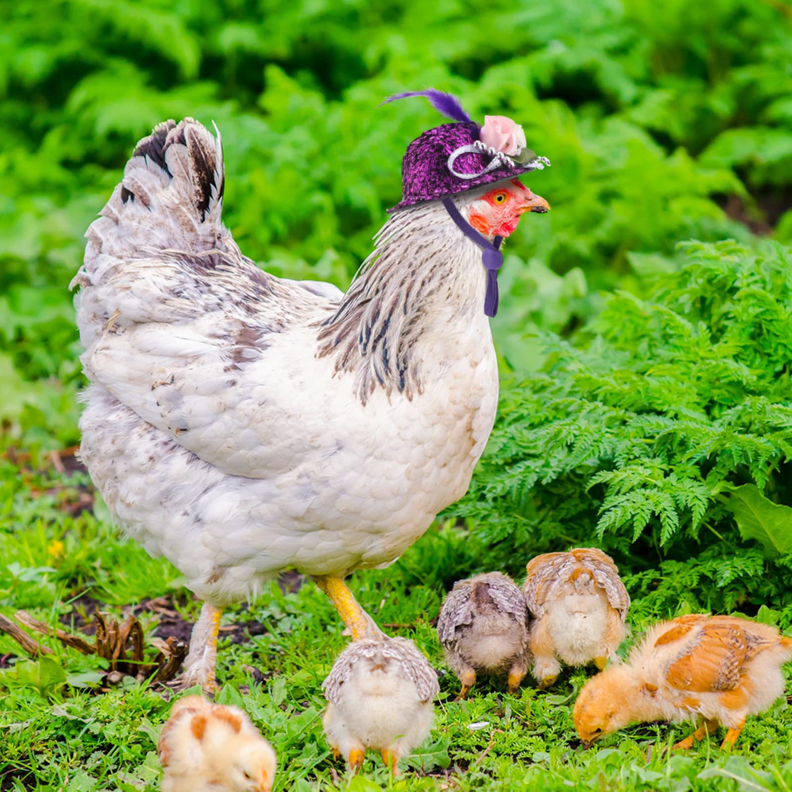 6 Pieces Chicken Hats For Hens Tiny Pets Funny Halloween Accessories Feather Top Hat With Adjustable Elastic Chin Strap Rooster Duck Parrot Poultry Stylish Show Costume (Novelty Style)